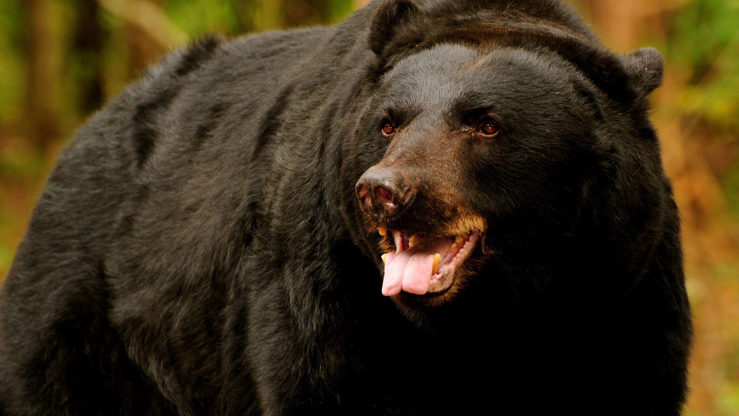 Descarga gratuita de fondo de pantalla para móvil de Animales, Oso.