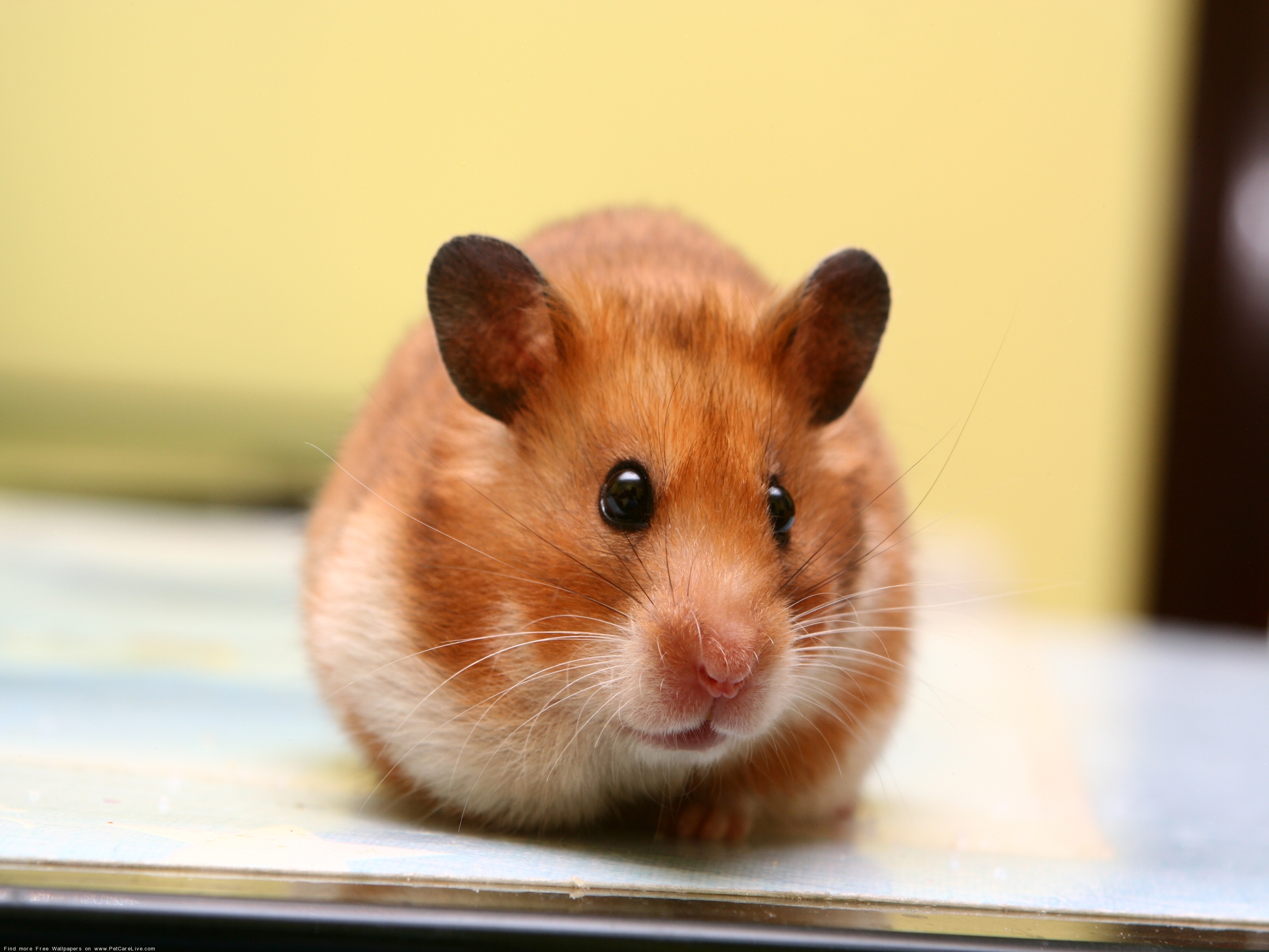 hamster, animals, muzzle, kid, tot, rodent, eared