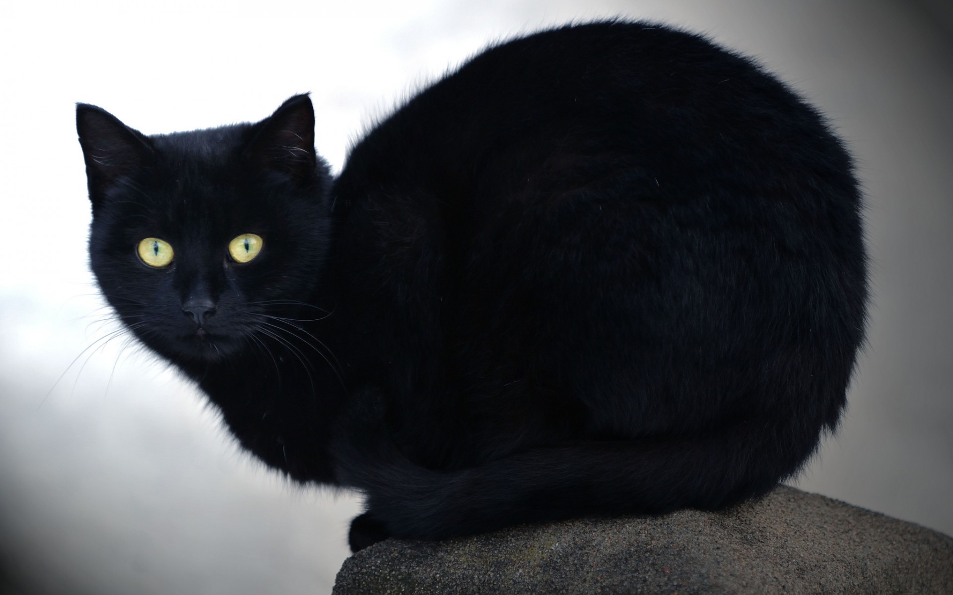 Baixe gratuitamente a imagem Animais, Gatos, Gato na área de trabalho do seu PC