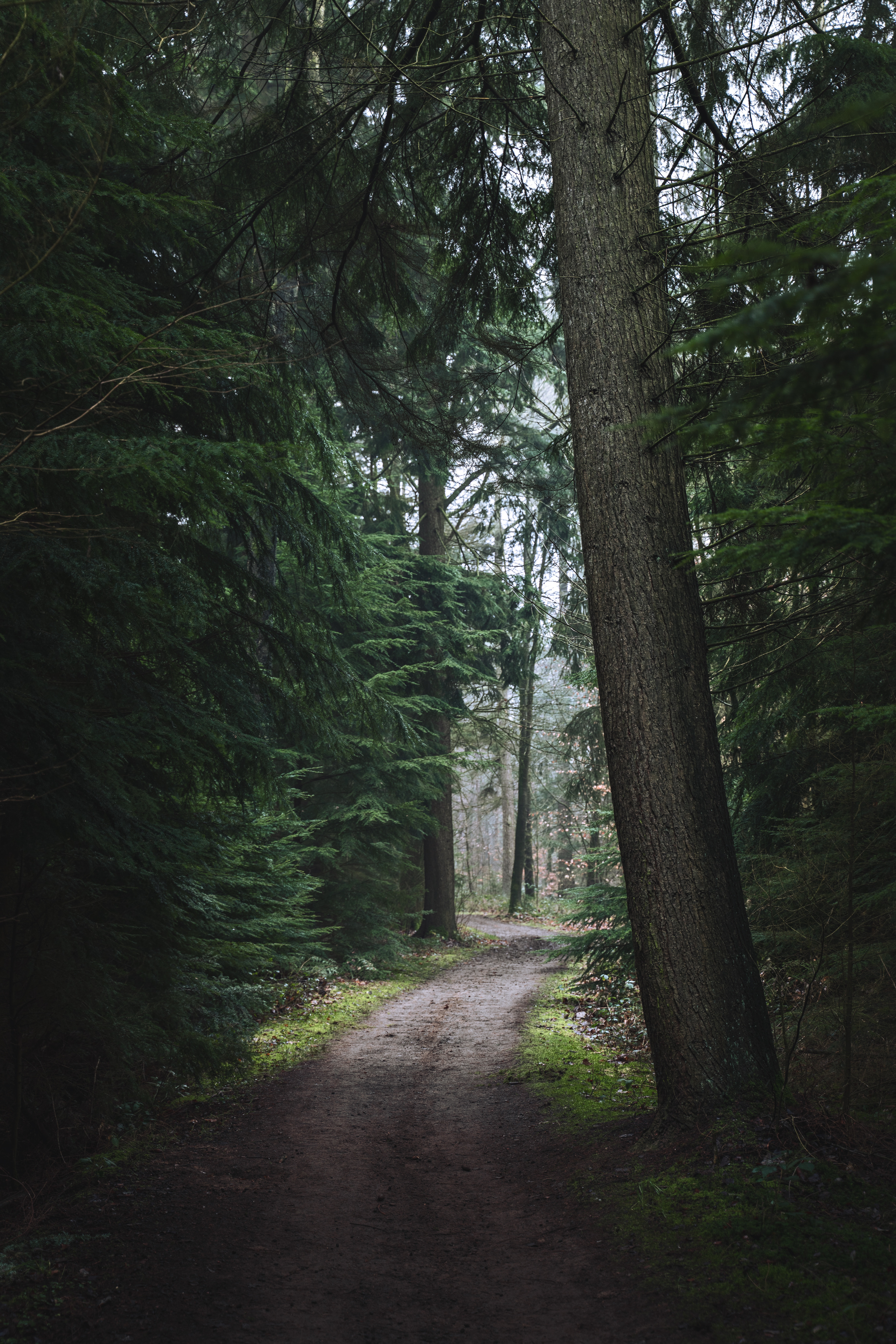 Free download wallpaper Trees, Forest, Path, Trail, Nature, Pine on your PC desktop