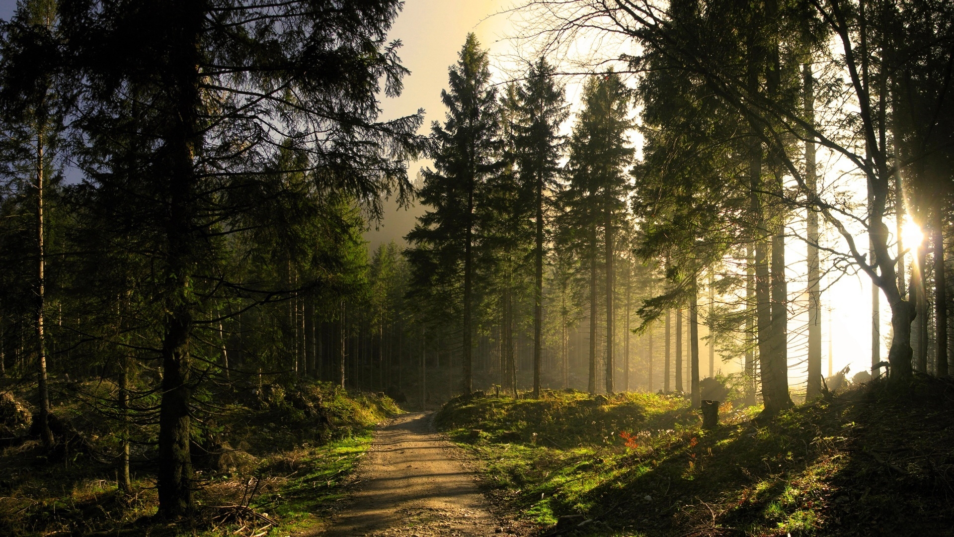 Téléchargez gratuitement l'image Forêt, Terre/nature sur le bureau de votre PC