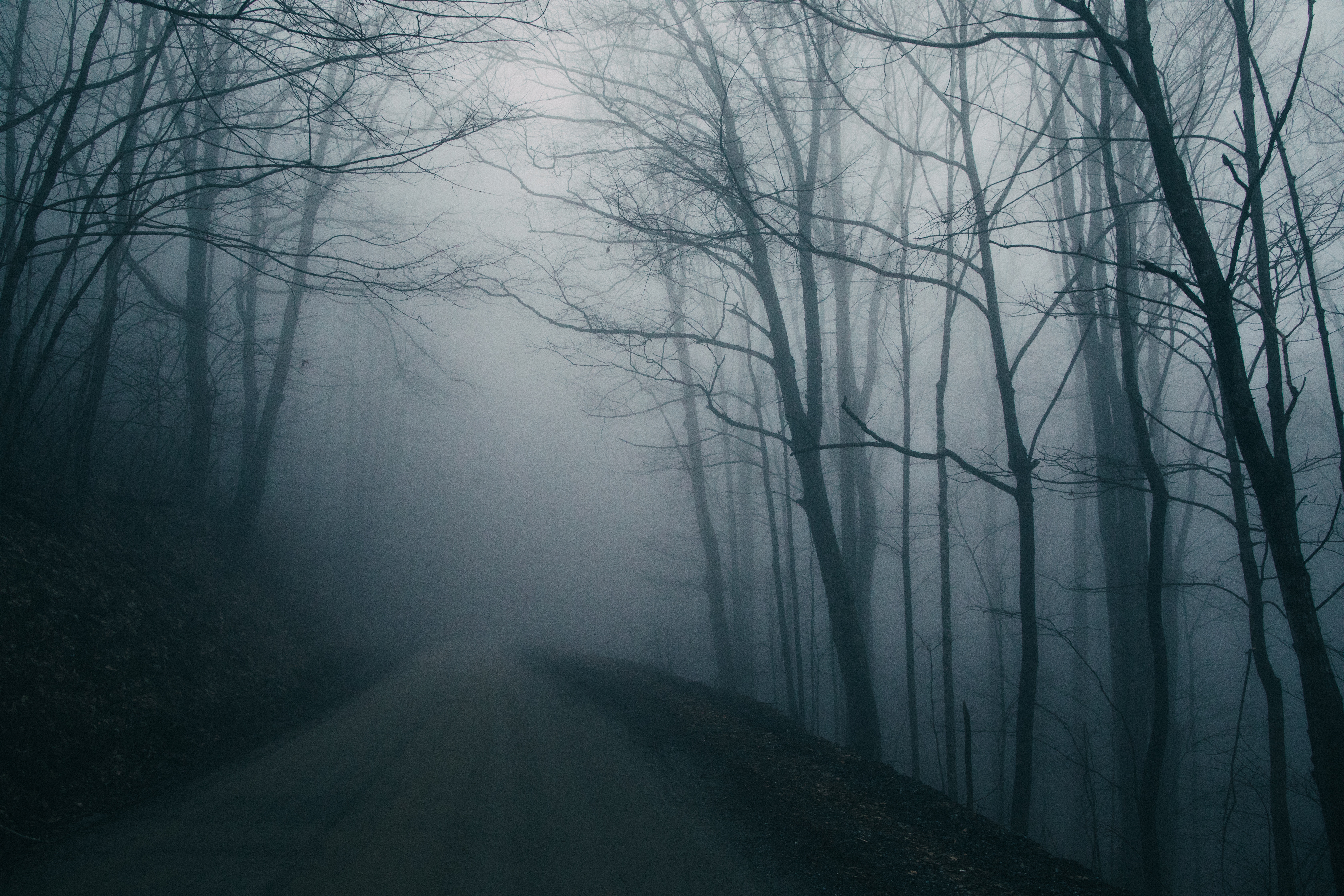 125889 скачать обои мрачный, туман, темный, природа, деревья, дорога - заставки и картинки бесплатно