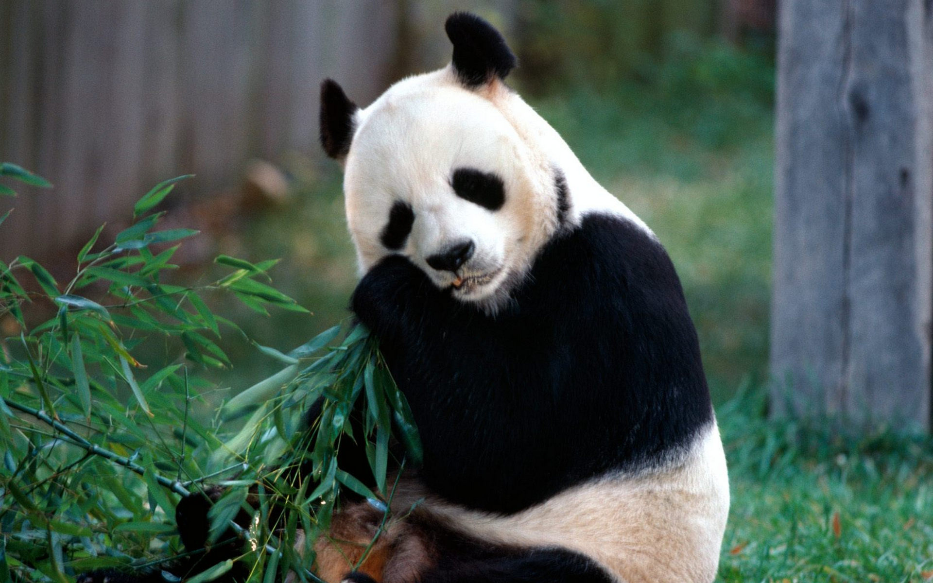 Скачать картинку Животные, Панда в телефон бесплатно.