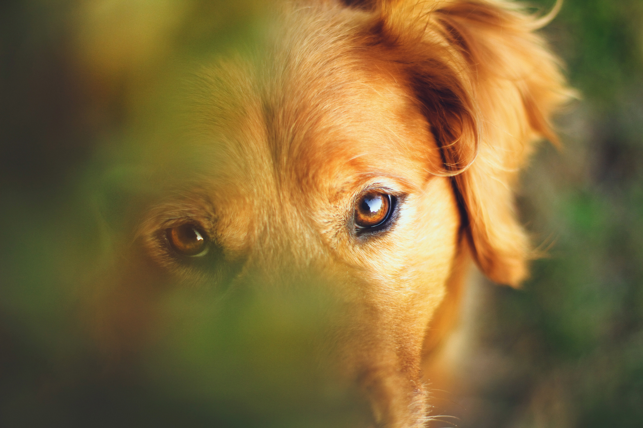 Handy-Wallpaper Golden Retriever, Hunde, Tiere kostenlos herunterladen.