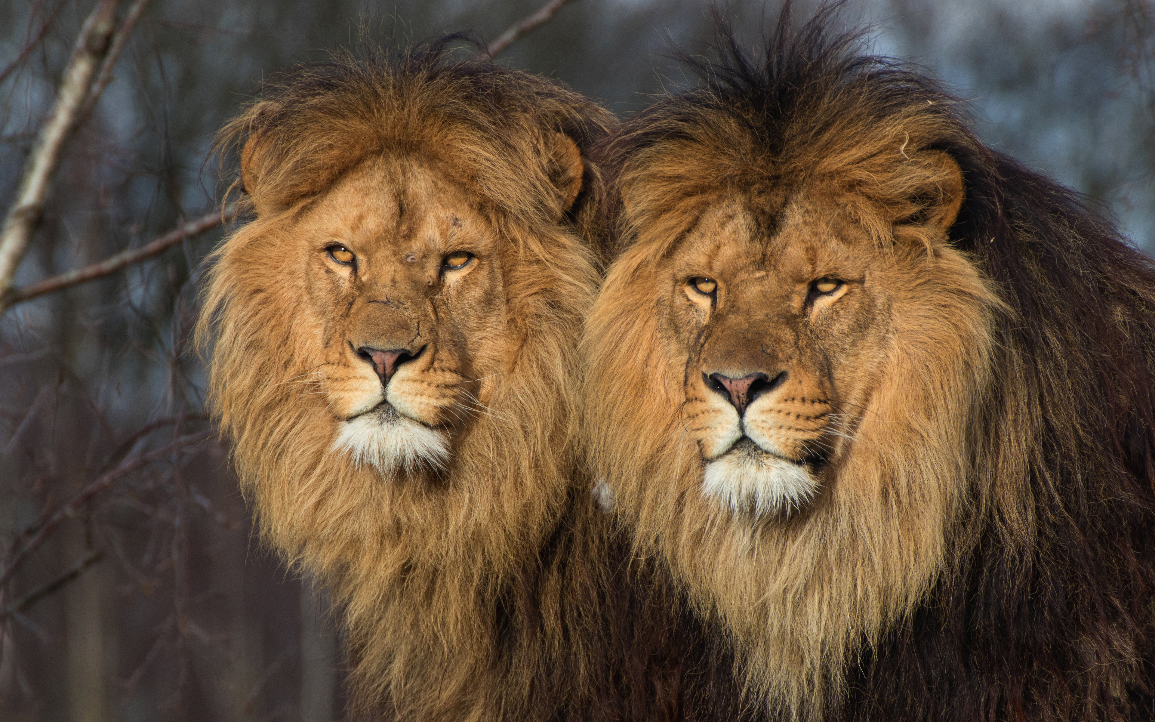 Téléchargez des papiers peints mobile Animaux, Chats, Lion gratuitement.