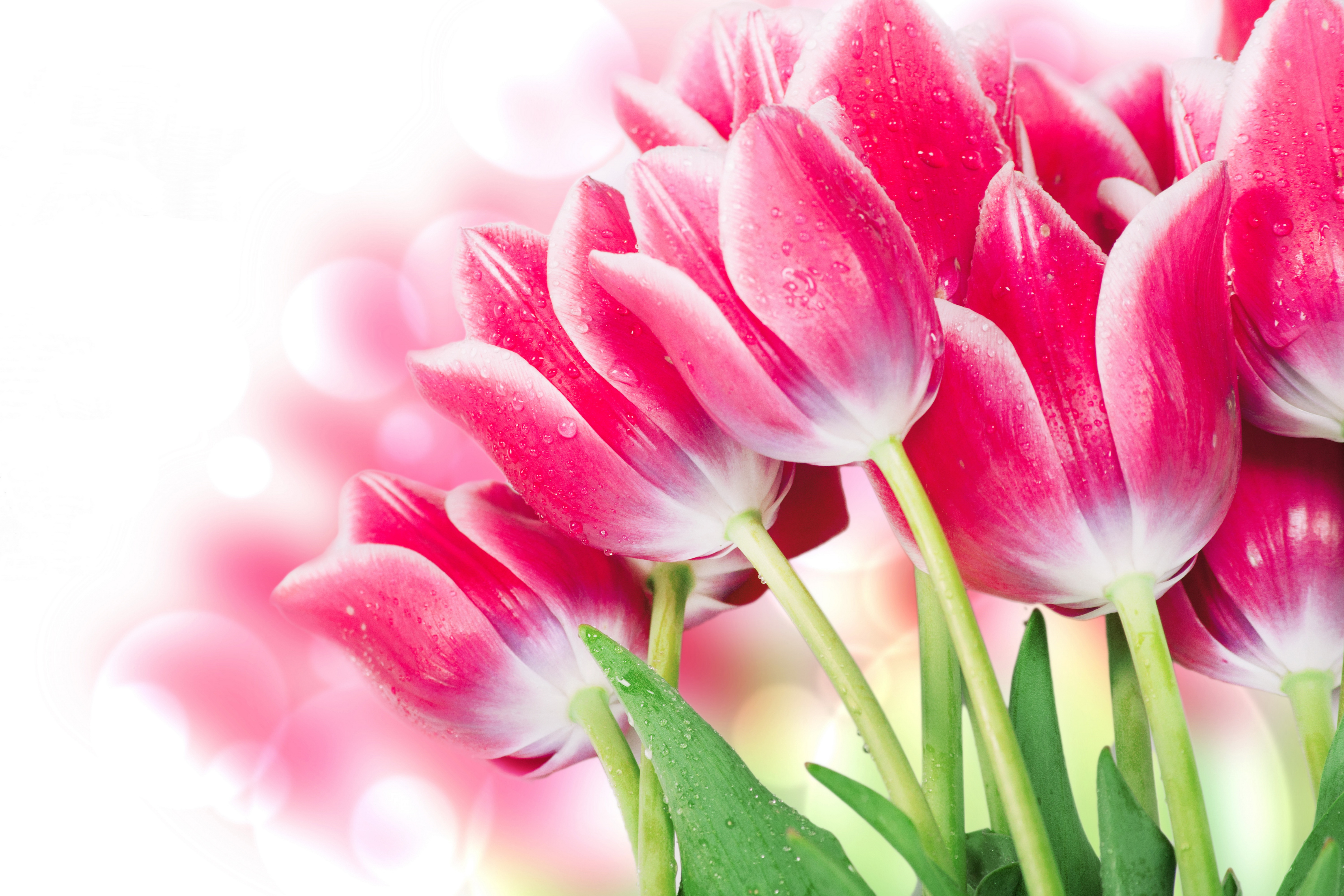 Download mobile wallpaper Flowers, Flower, Macro, Earth, Bokeh, Tulip, Pink Flower for free.