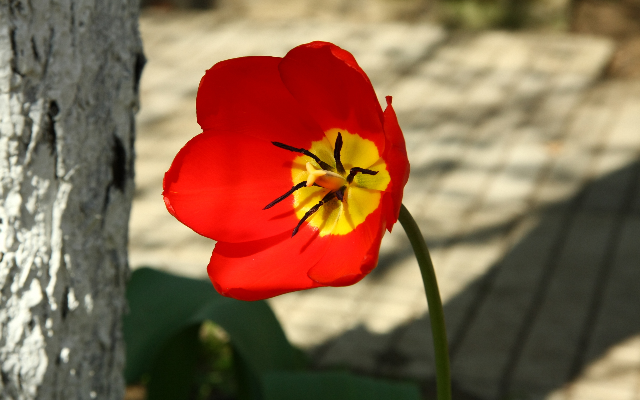 Téléchargez gratuitement l'image Fleurs, Fleur, Terre/nature sur le bureau de votre PC