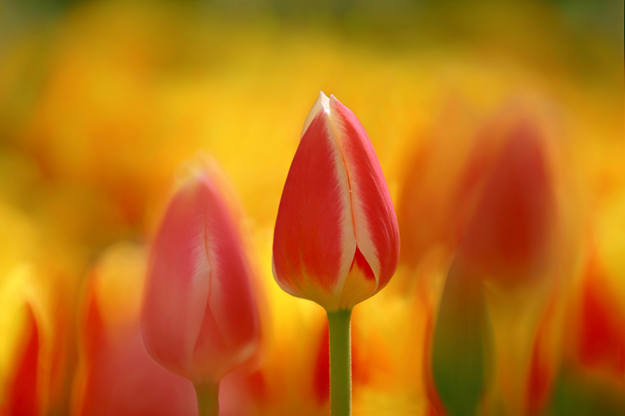 Descarga gratis la imagen Naturaleza, Flores, Verano, Flor, Tulipán, Tierra/naturaleza, Macrofotografía en el escritorio de tu PC