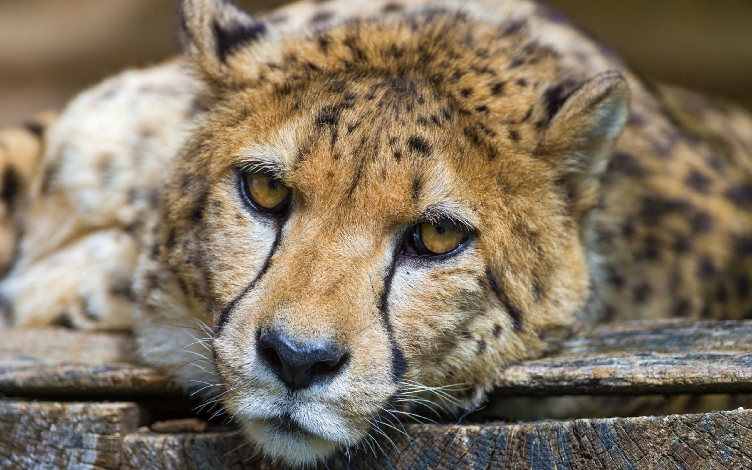 Download mobile wallpaper Cheetah, Sight, Opinion, Animals, Sorrow, Sadness for free.