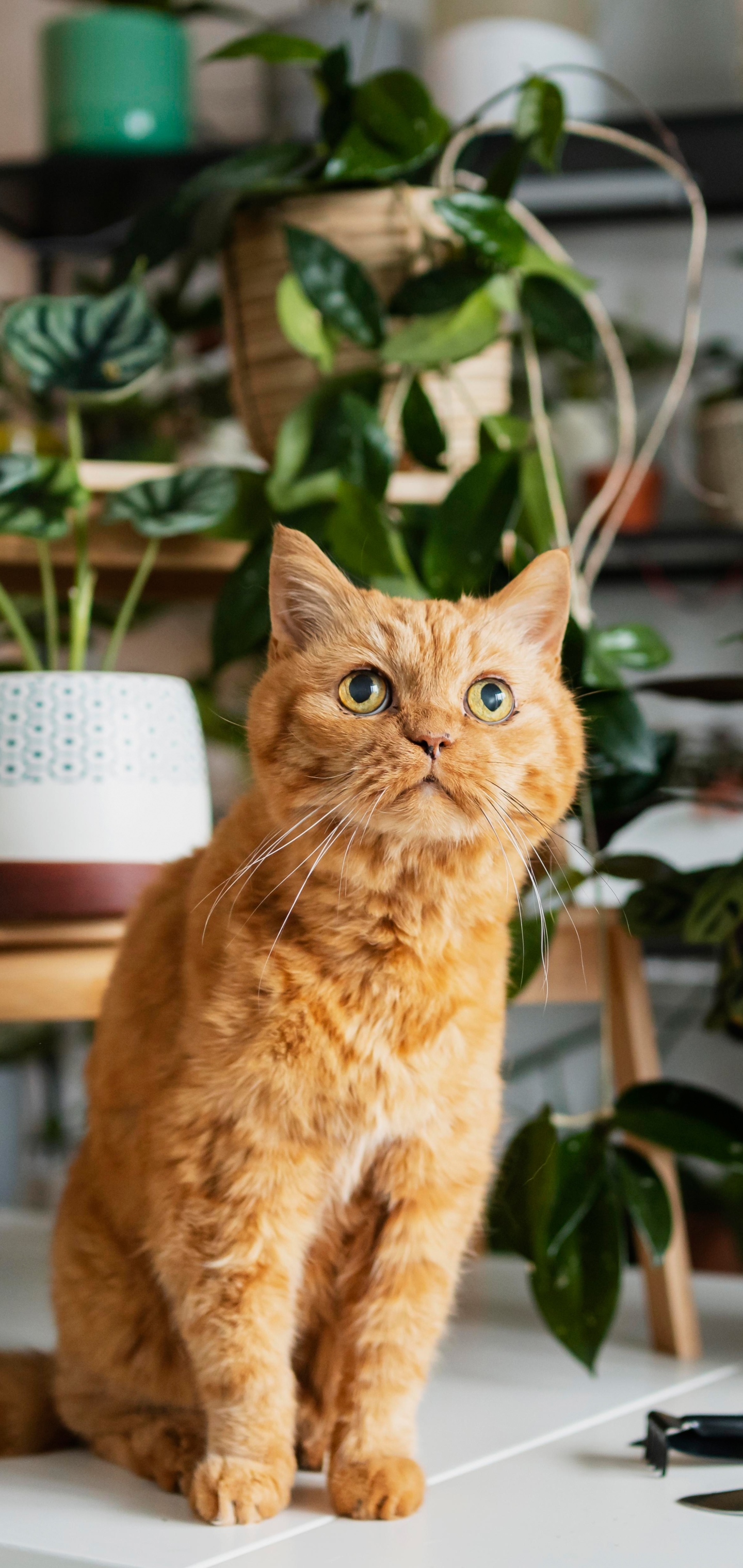 Baixe gratuitamente a imagem Animais, Gatos, Gato na área de trabalho do seu PC