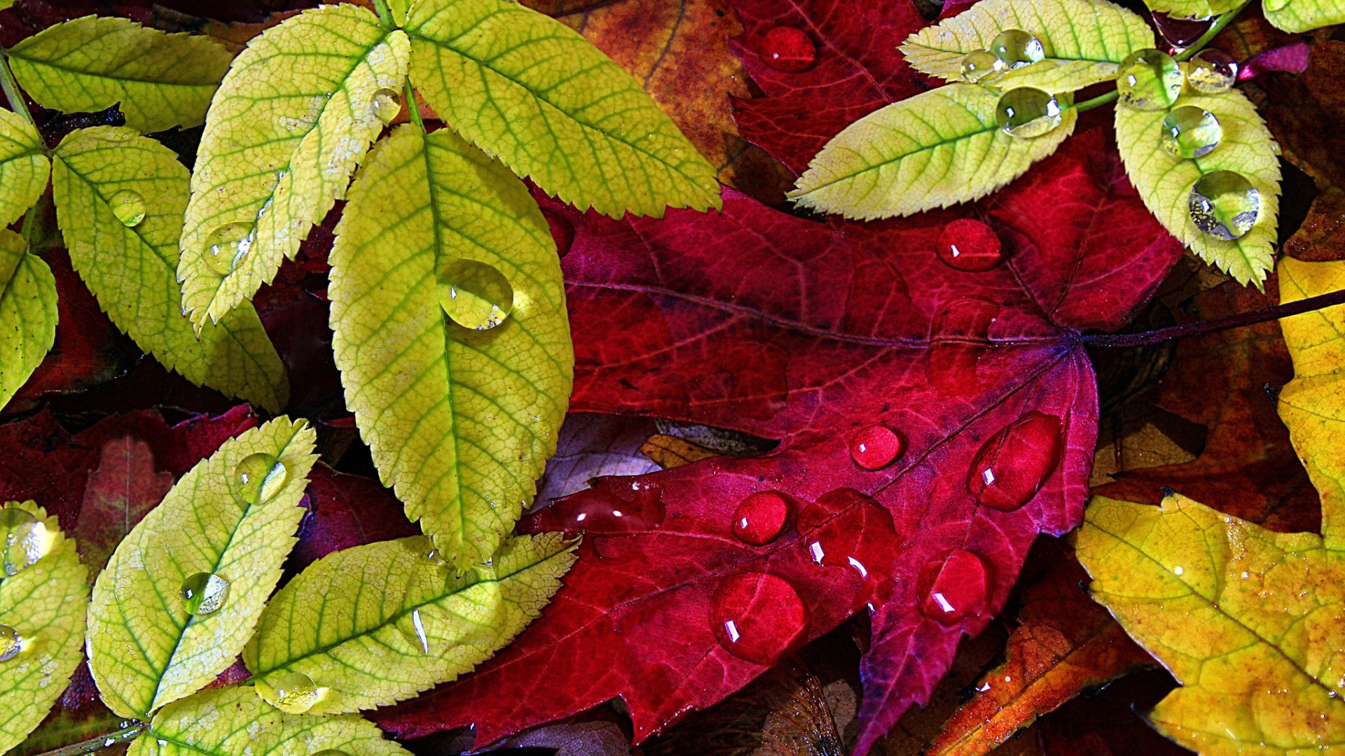 Скачать обои бесплатно Осень, Капли, Лист, Земля/природа картинка на рабочий стол ПК