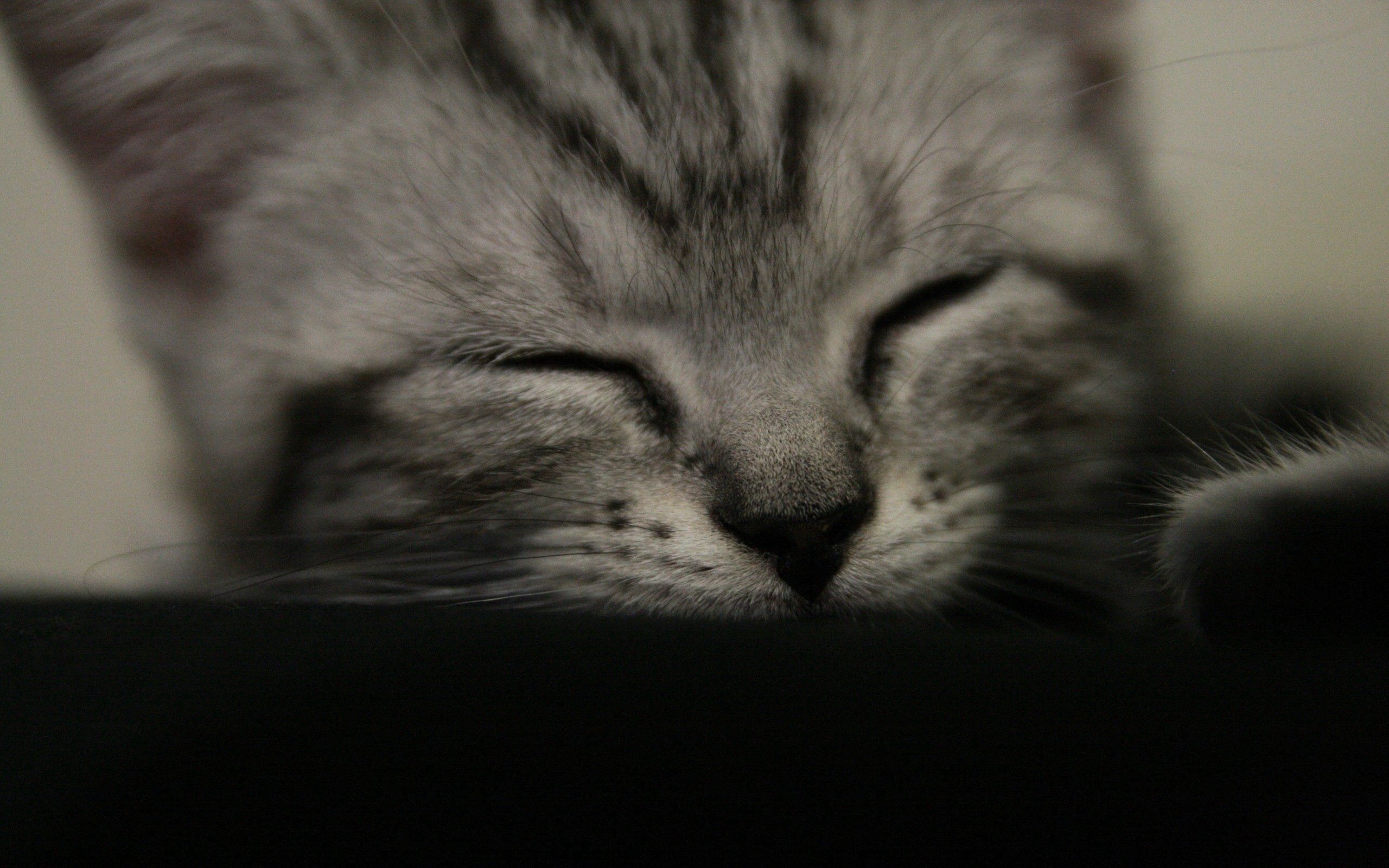 Download mobile wallpaper Striped, Muzzle, Chb, Dream, Sleep, Kitty, Kitten, Bw, Animals for free.