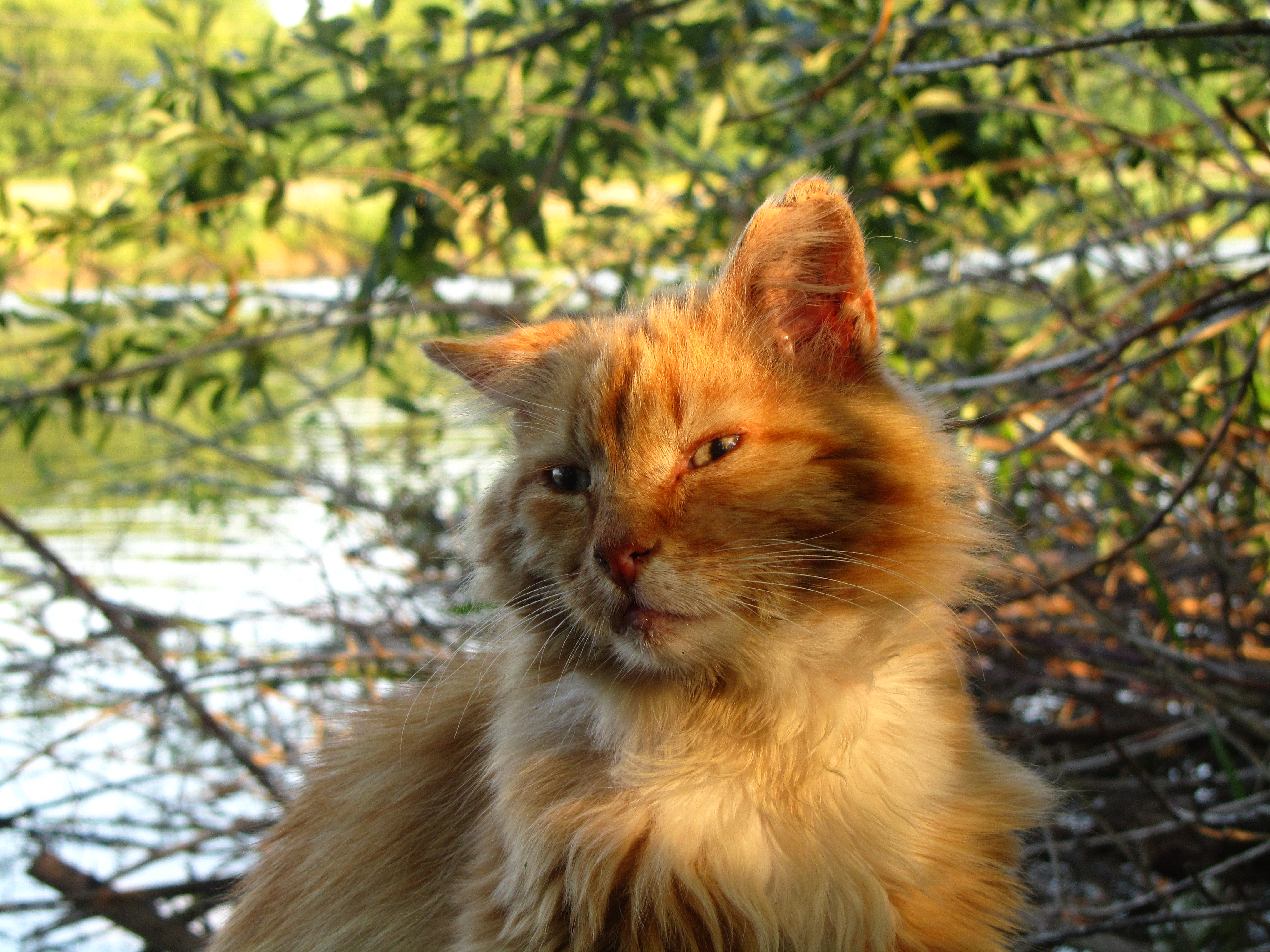 337641 Protetores de tela e papéis de parede Gatos em seu telefone. Baixe  fotos gratuitamente