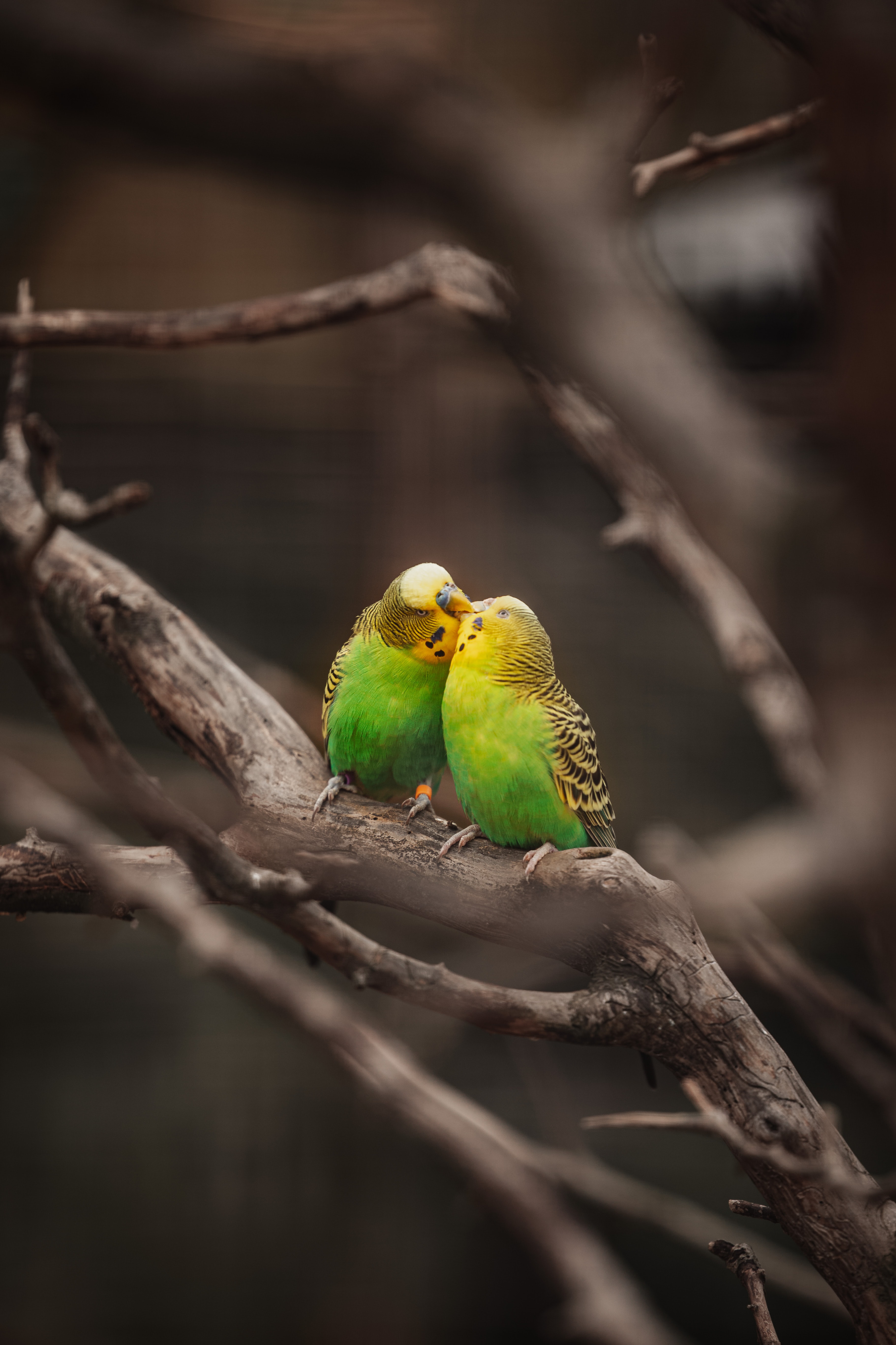 wavy parrots, birds, parrots, animals, branches, kiss, budgies