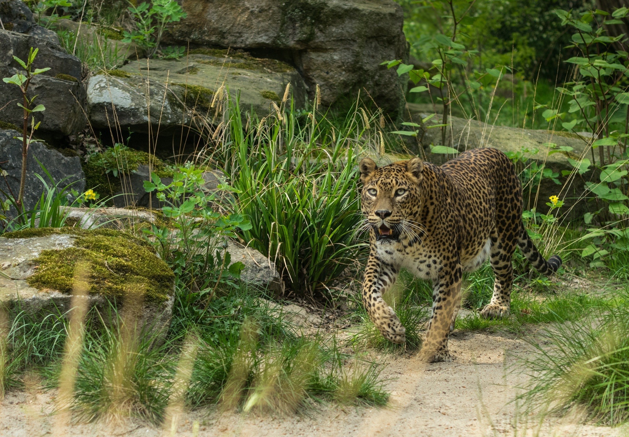 Handy-Wallpaper Dschungel, Leopard, Katzen, Tiere kostenlos herunterladen.