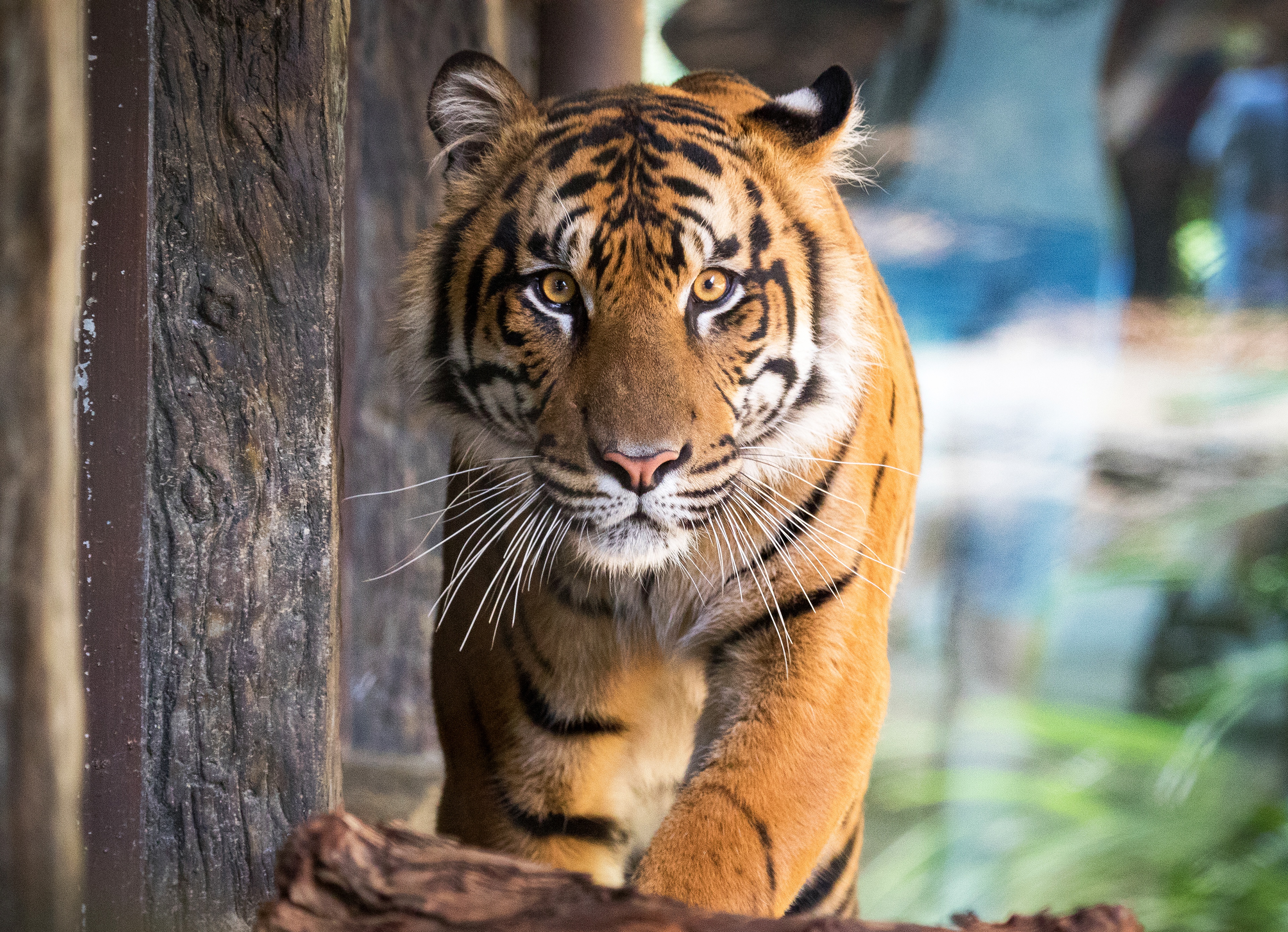 Handy-Wallpaper Tiere, Katzen, Tiger kostenlos herunterladen.