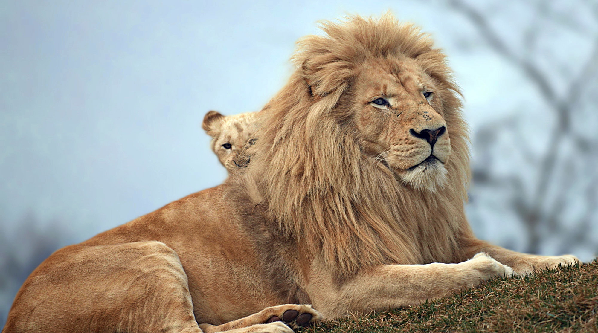 Téléchargez gratuitement l'image Animaux, Chats, Lion, Lionceau, Bébé Animal sur le bureau de votre PC