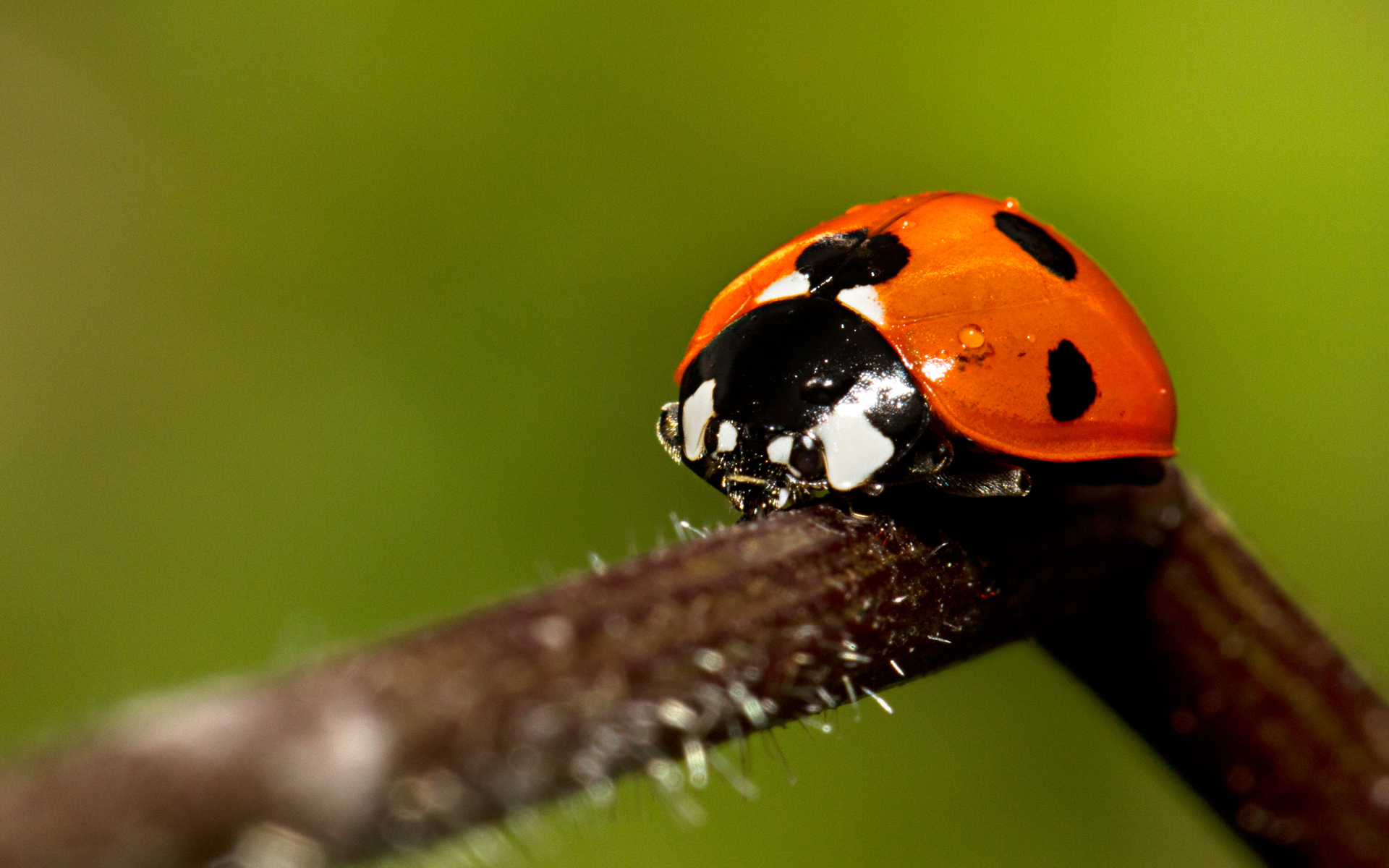 bug, animal, ladybug