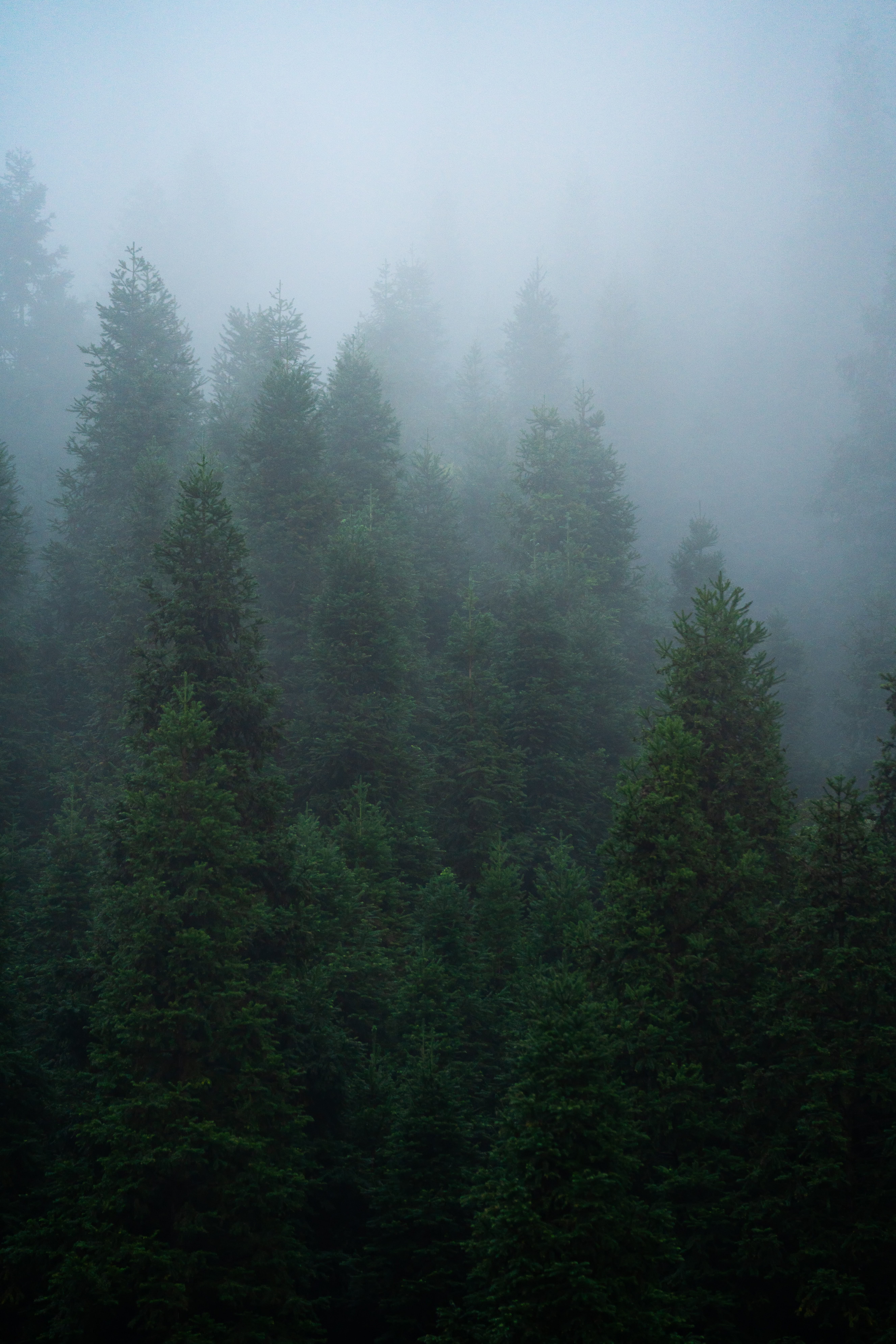 Download mobile wallpaper Spruce, Fir, Forest, Fog, Trees, Nature for free.