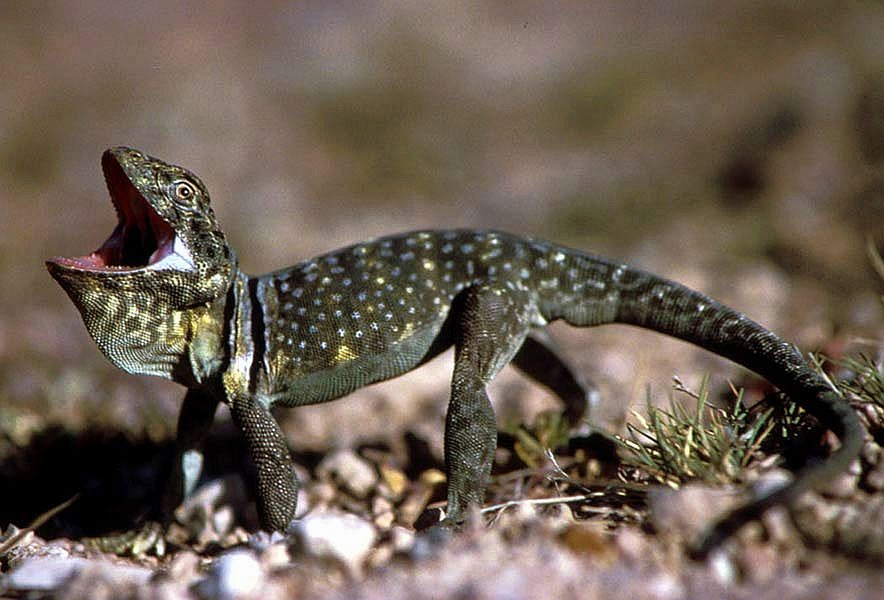 Téléchargez gratuitement l'image Animaux, Lézard sur le bureau de votre PC