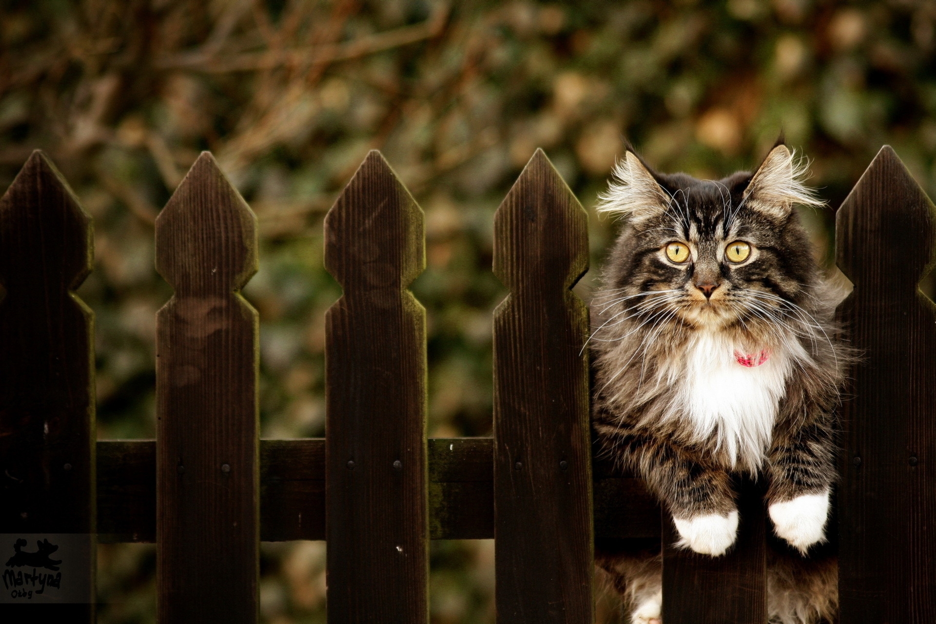 Free download wallpaper Sit, Fluffy, Fence, Collar, Animals, Cat on your PC desktop