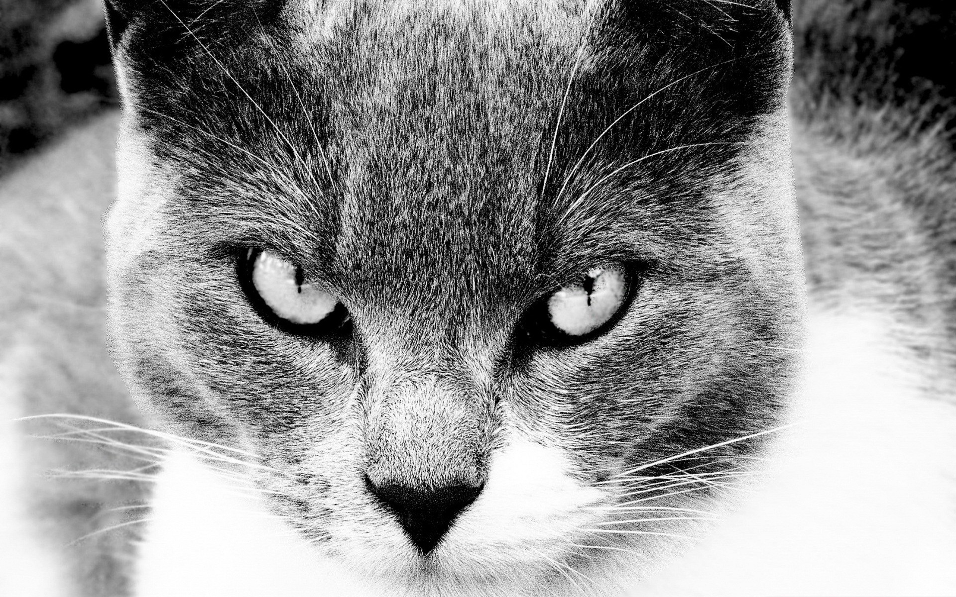 Descarga gratuita de fondo de pantalla para móvil de Animales, Gatos, Gato.