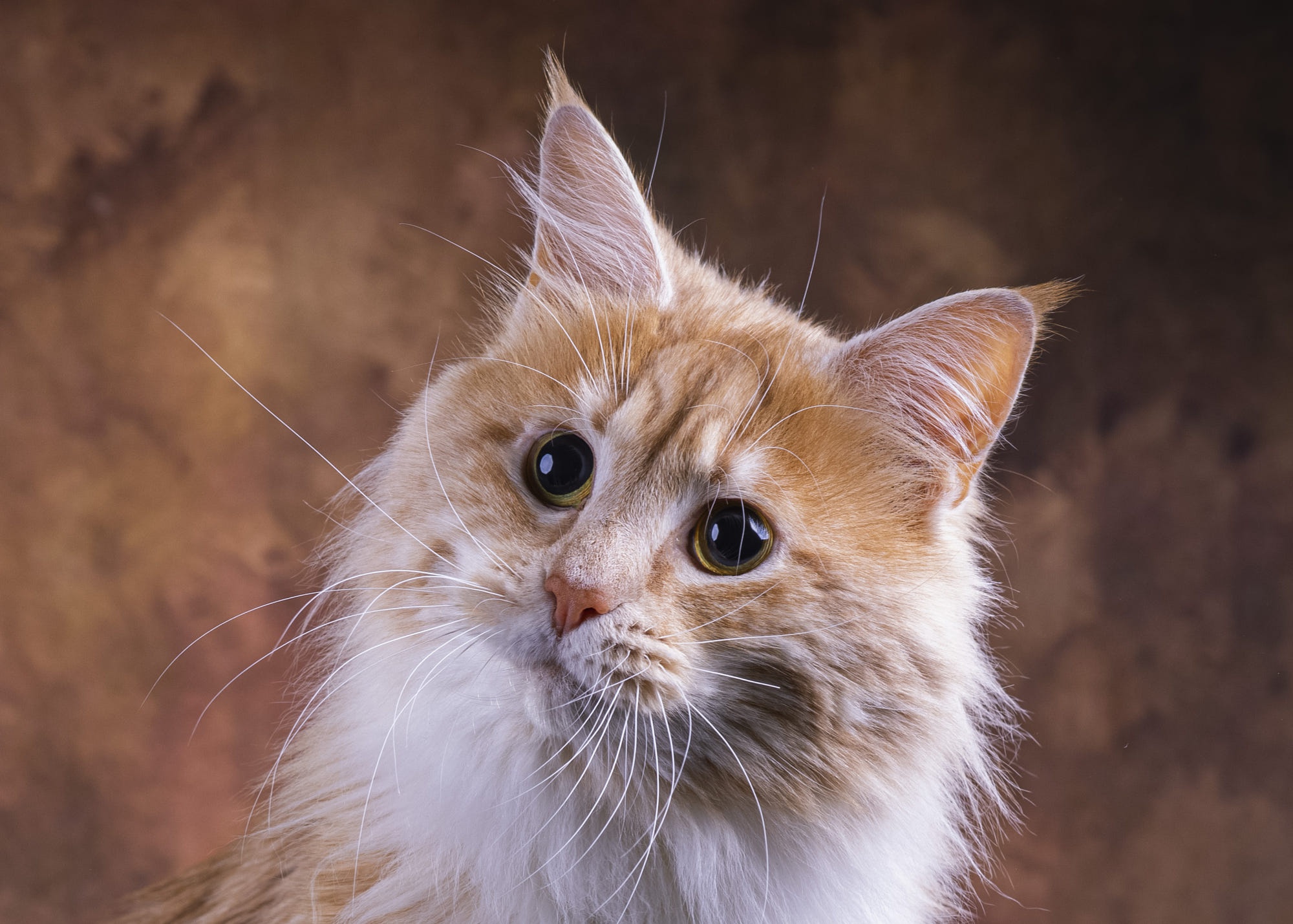 Laden Sie das Tiere, Katzen, Katze, Amerikanische Waldkatze-Bild kostenlos auf Ihren PC-Desktop herunter