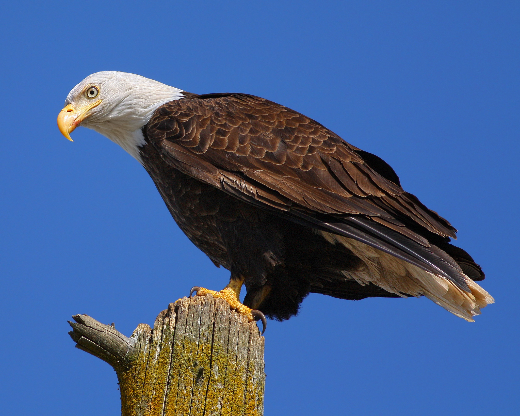Descarga gratuita de fondo de pantalla para móvil de Águila Calva, Aves, Animales.