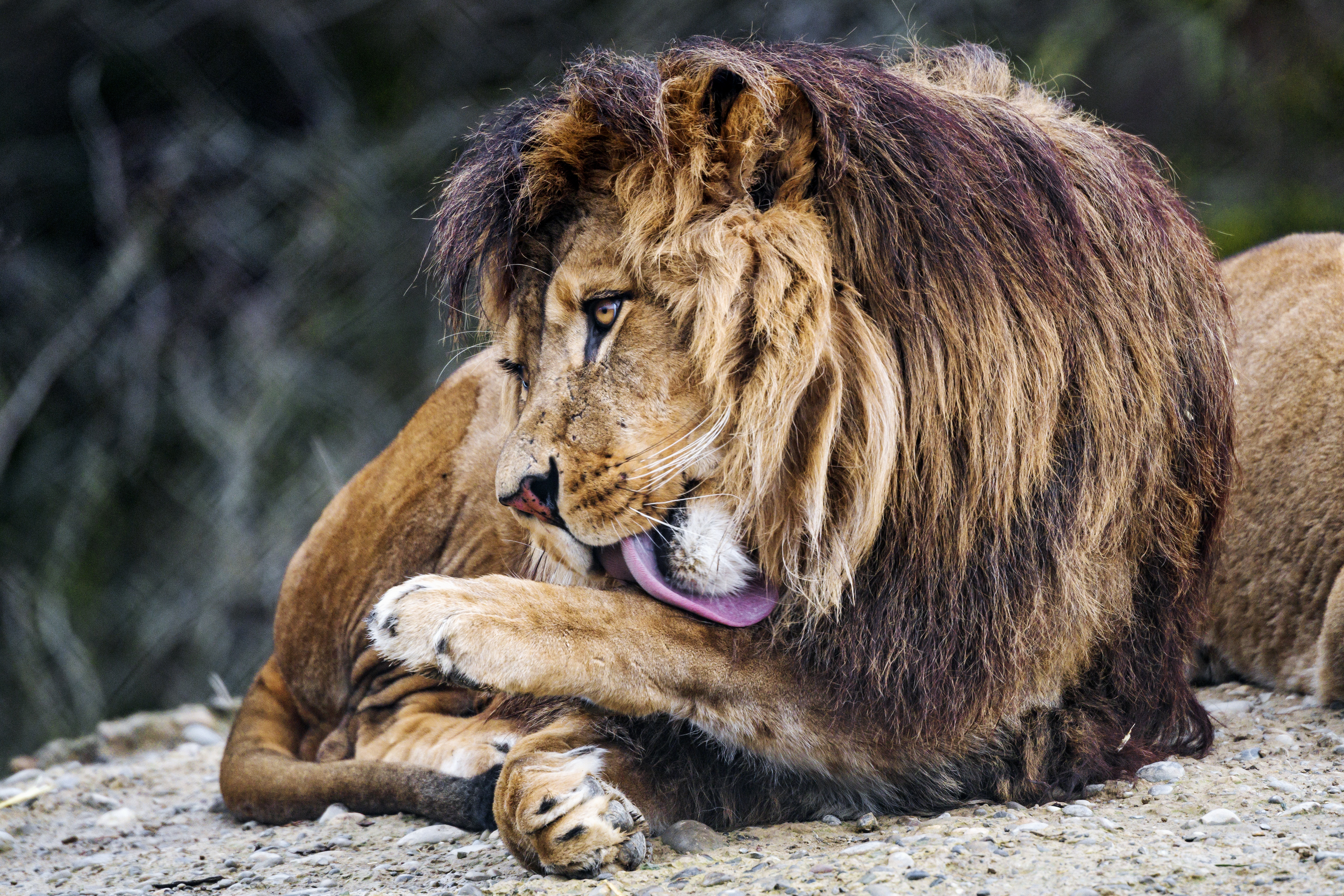 Download mobile wallpaper Protruding Tongue, Tongue Stuck Out, Predator, Animals, Big Cat, Lion for free.
