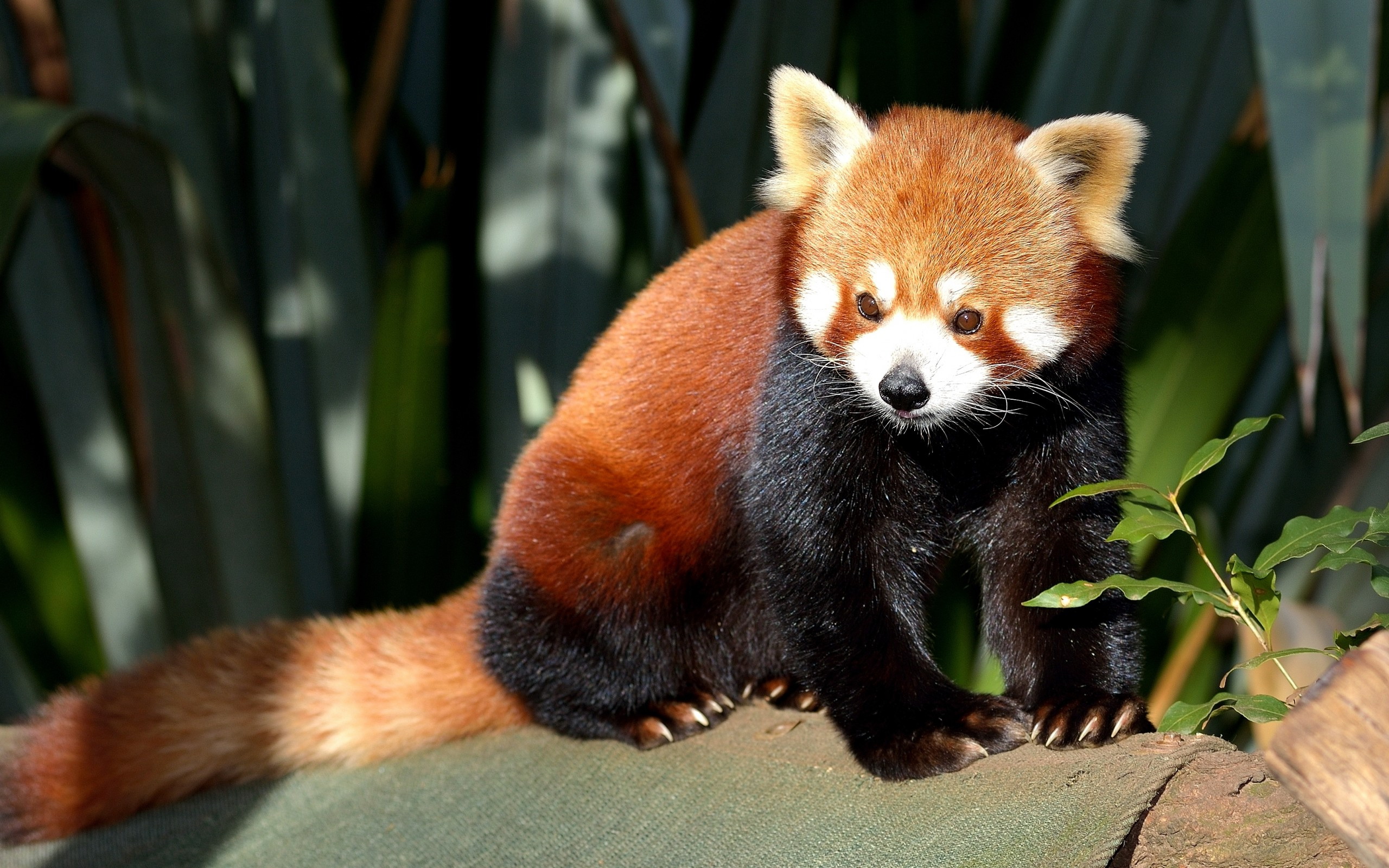 Baixe gratuitamente a imagem Animais, Panda Vermelho na área de trabalho do seu PC