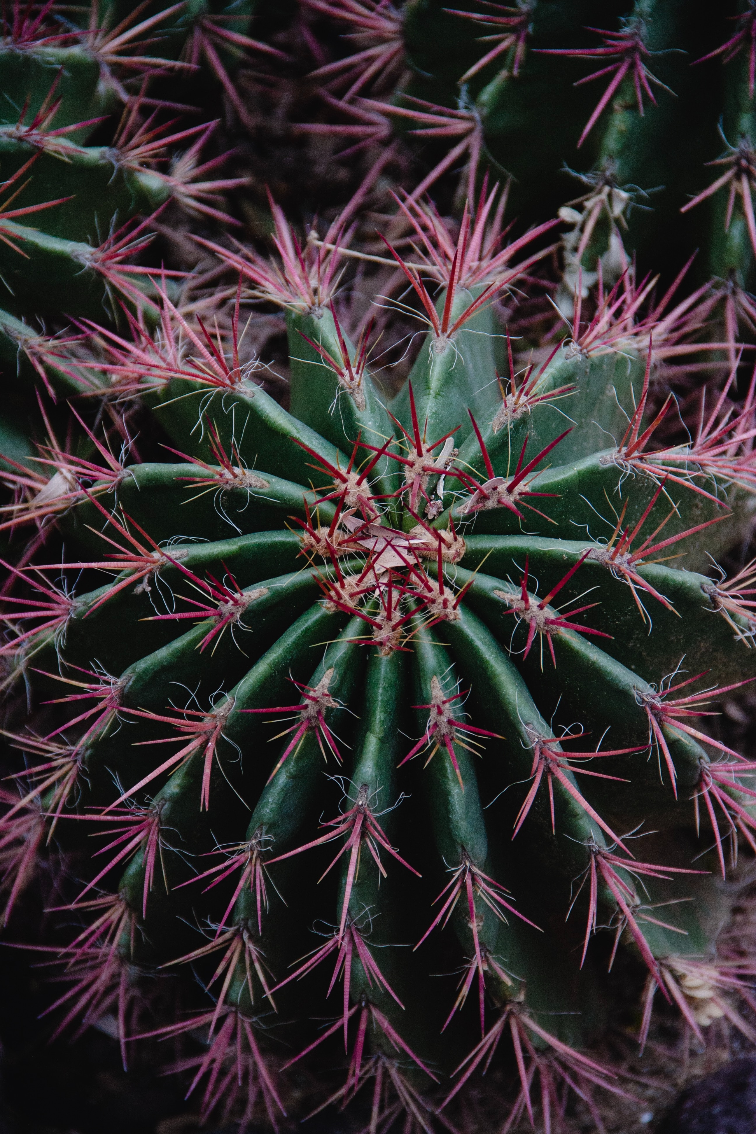 flowers, plant, macro, barbed, spiny, cactus, succulent