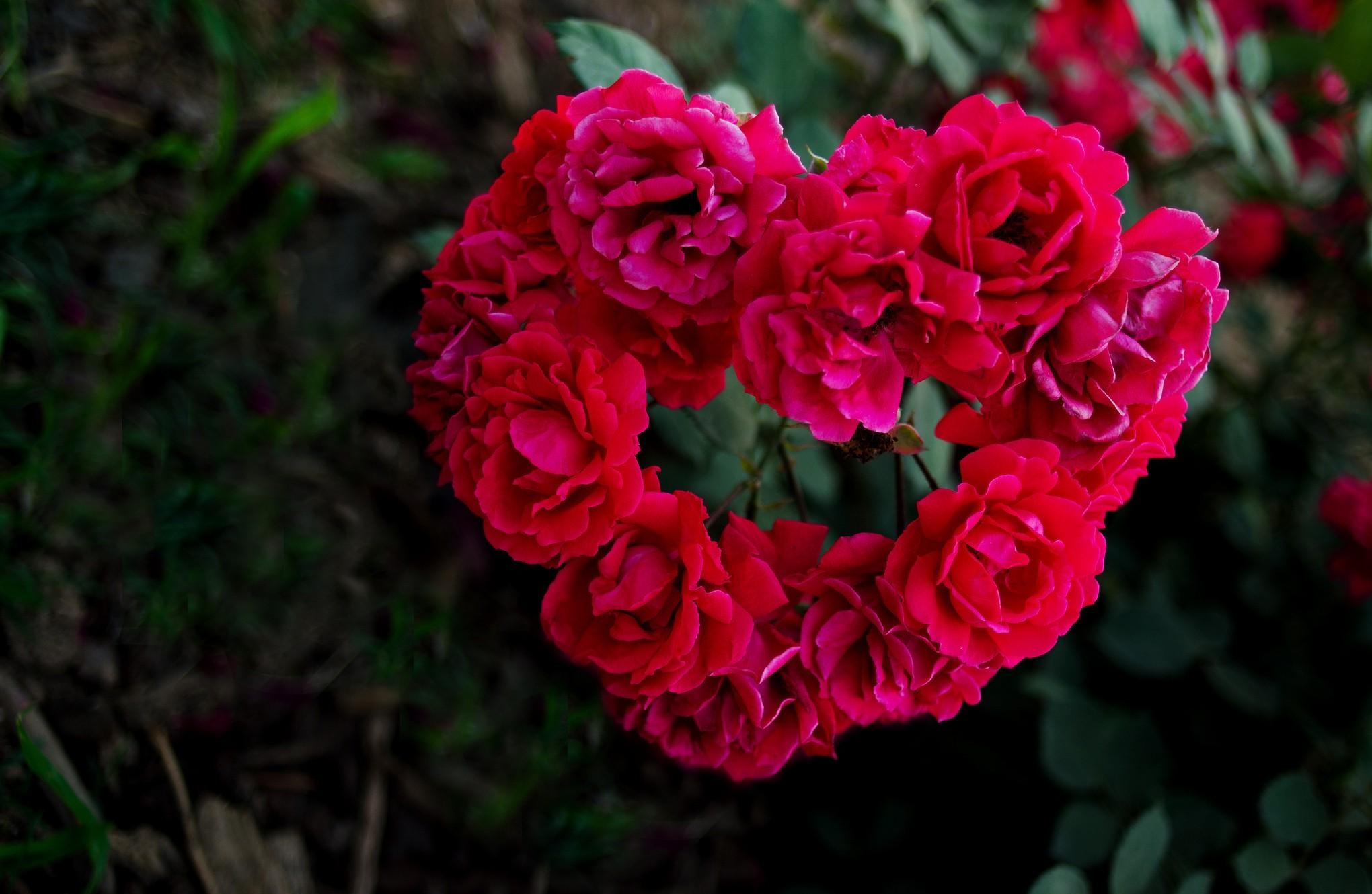 Descarga gratis la imagen Flores, Roses, Verduras, Borrosidad, Suave, Un Corazón, Corazón en el escritorio de tu PC