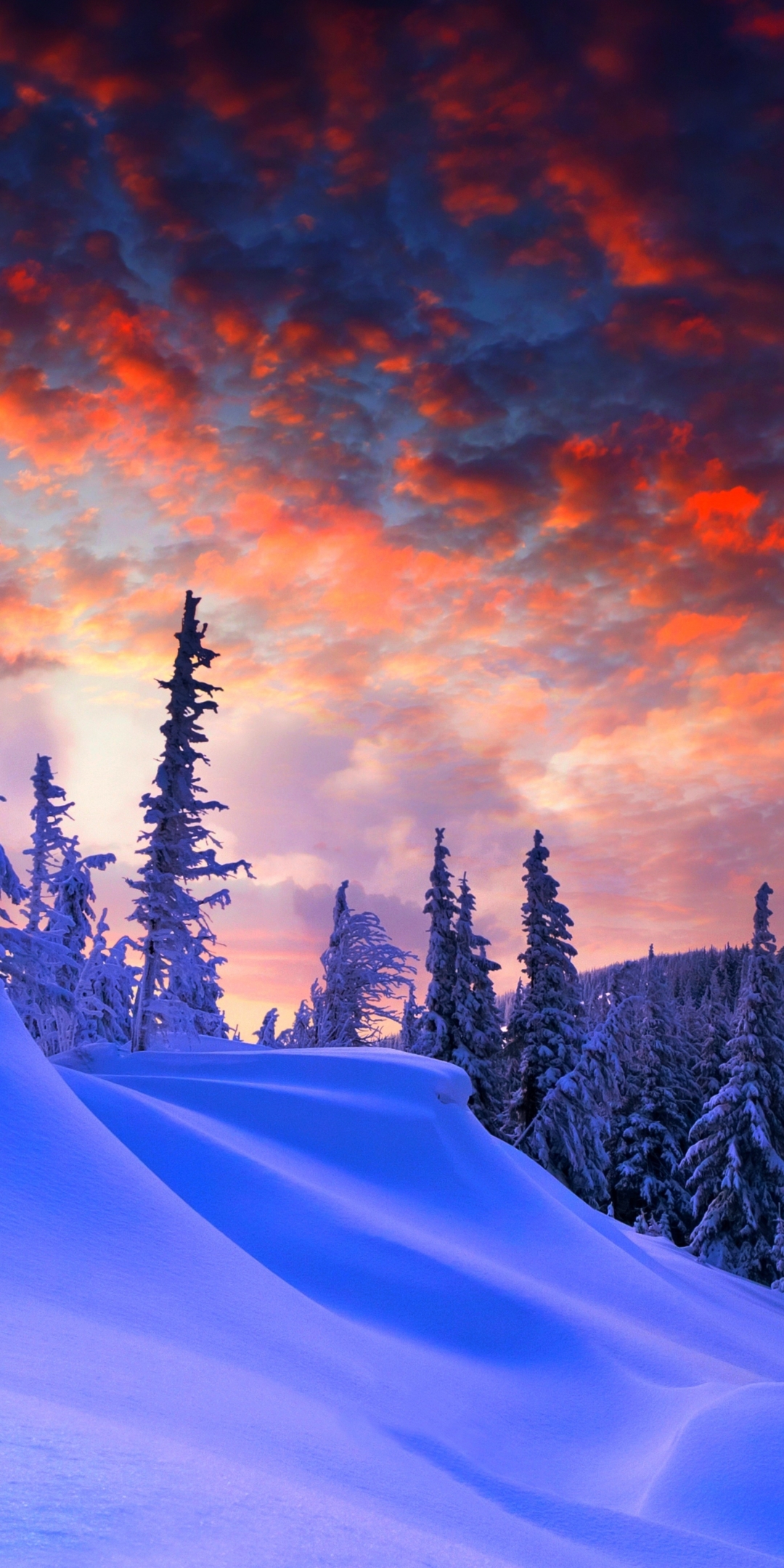 Descarga gratuita de fondo de pantalla para móvil de Invierno, Nieve, Árbol, Tierra/naturaleza, Tardecita.