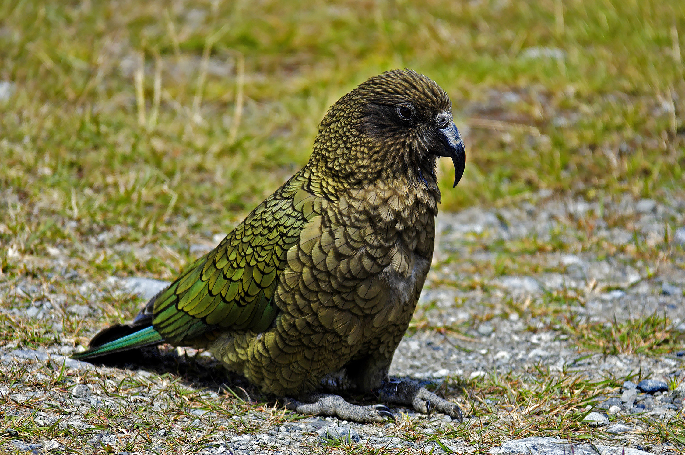 Baixe gratuitamente a imagem Pássaro, Aves, Animais na área de trabalho do seu PC