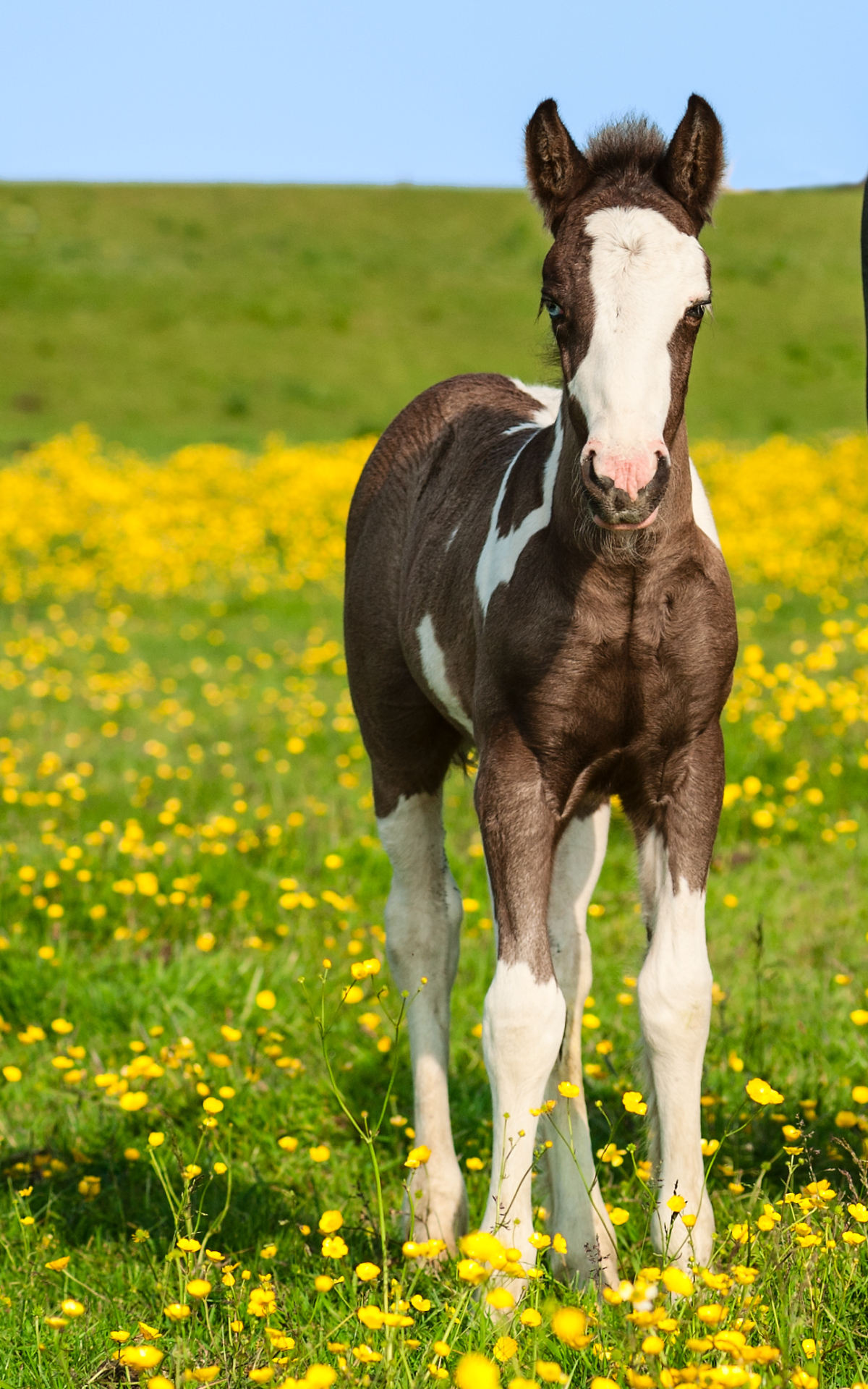 Handy-Wallpaper Tiere, Gras, Pony, Gelbe Blume, Hauspferd, Tierbaby kostenlos herunterladen.