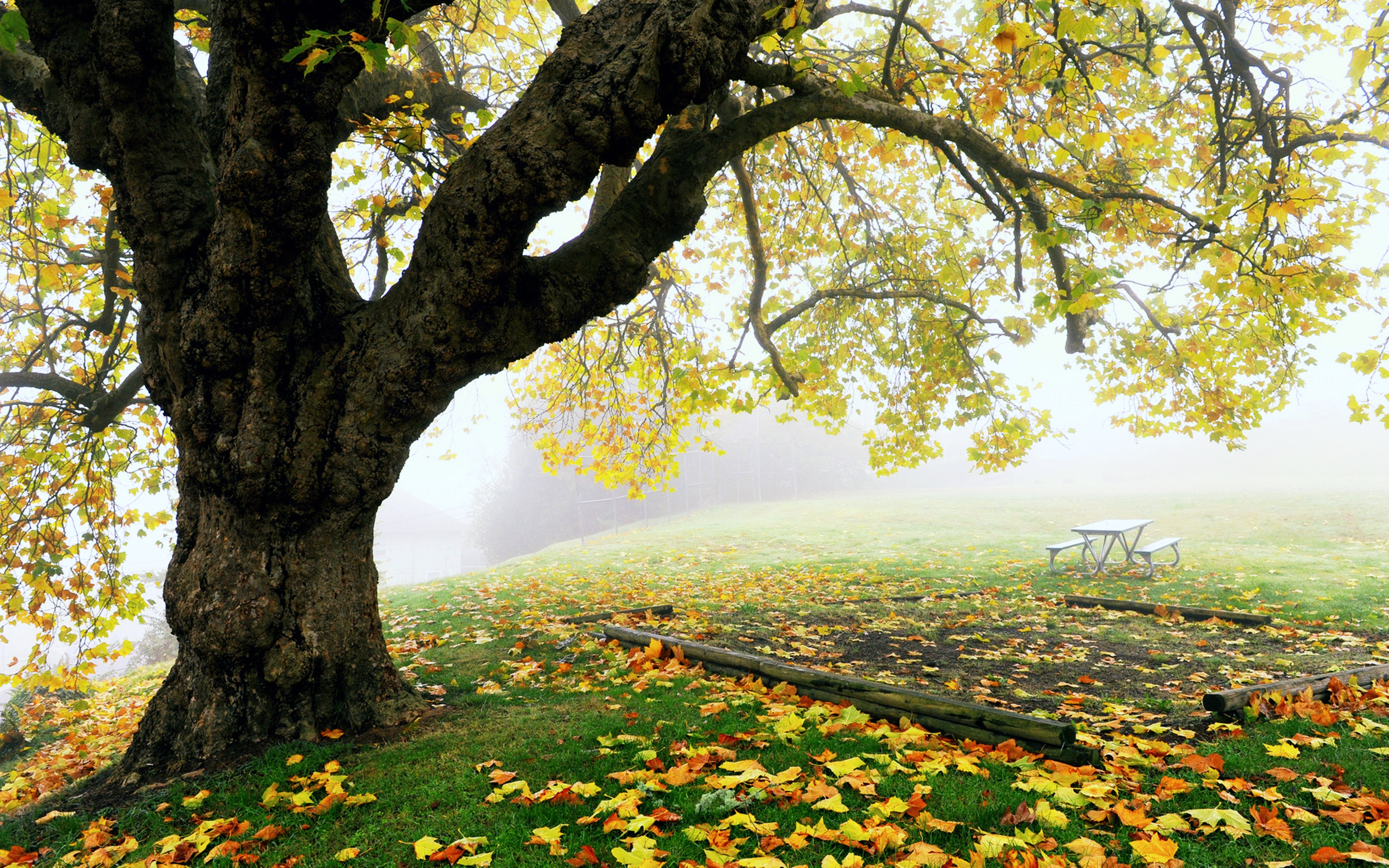 358485 завантажити картинку туман, листок, земля, дерево, падіння, природа, парк, дерева - шпалери і заставки безкоштовно