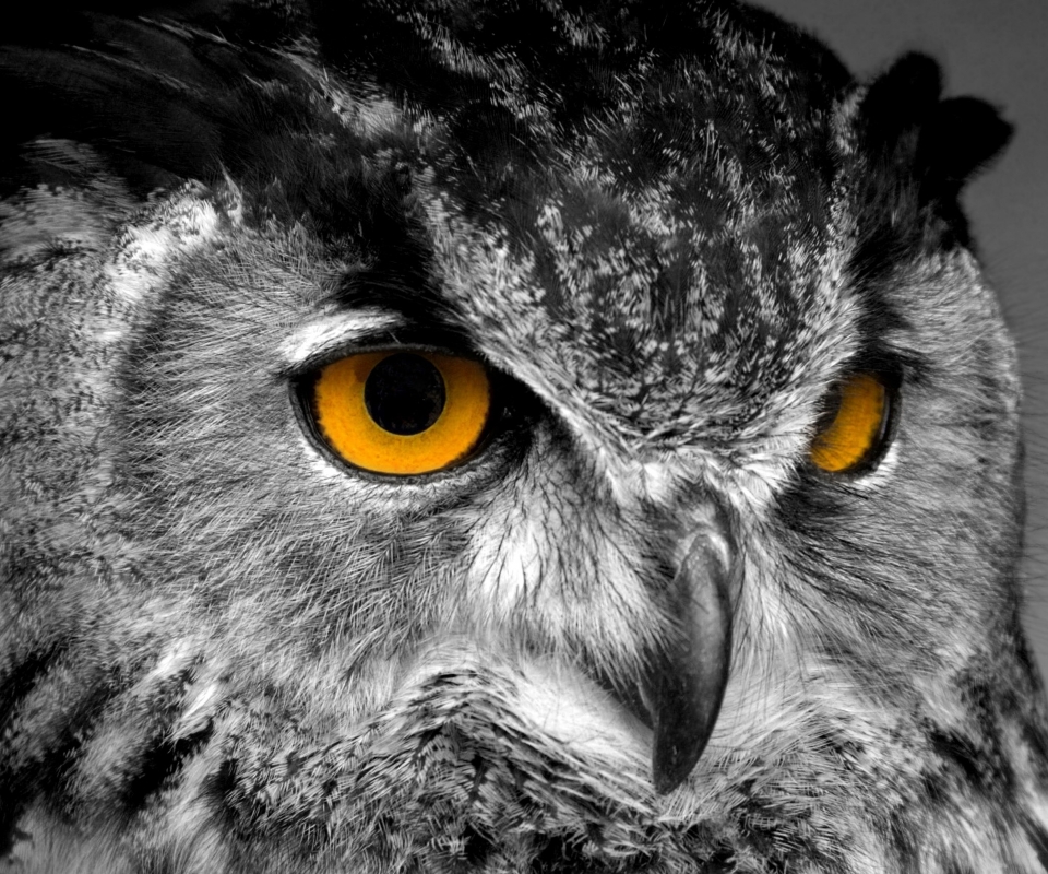 Download mobile wallpaper Birds, Owl, Animal for free.