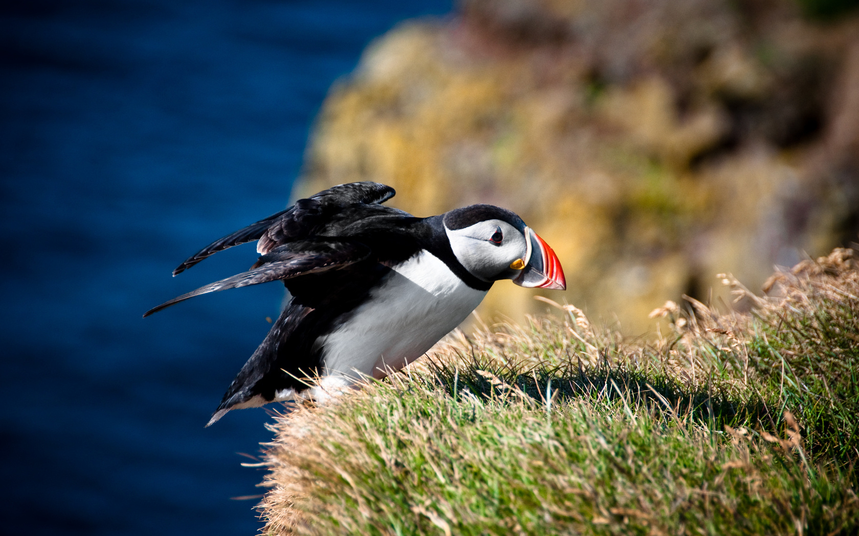 Download mobile wallpaper Animal, Puffin for free.