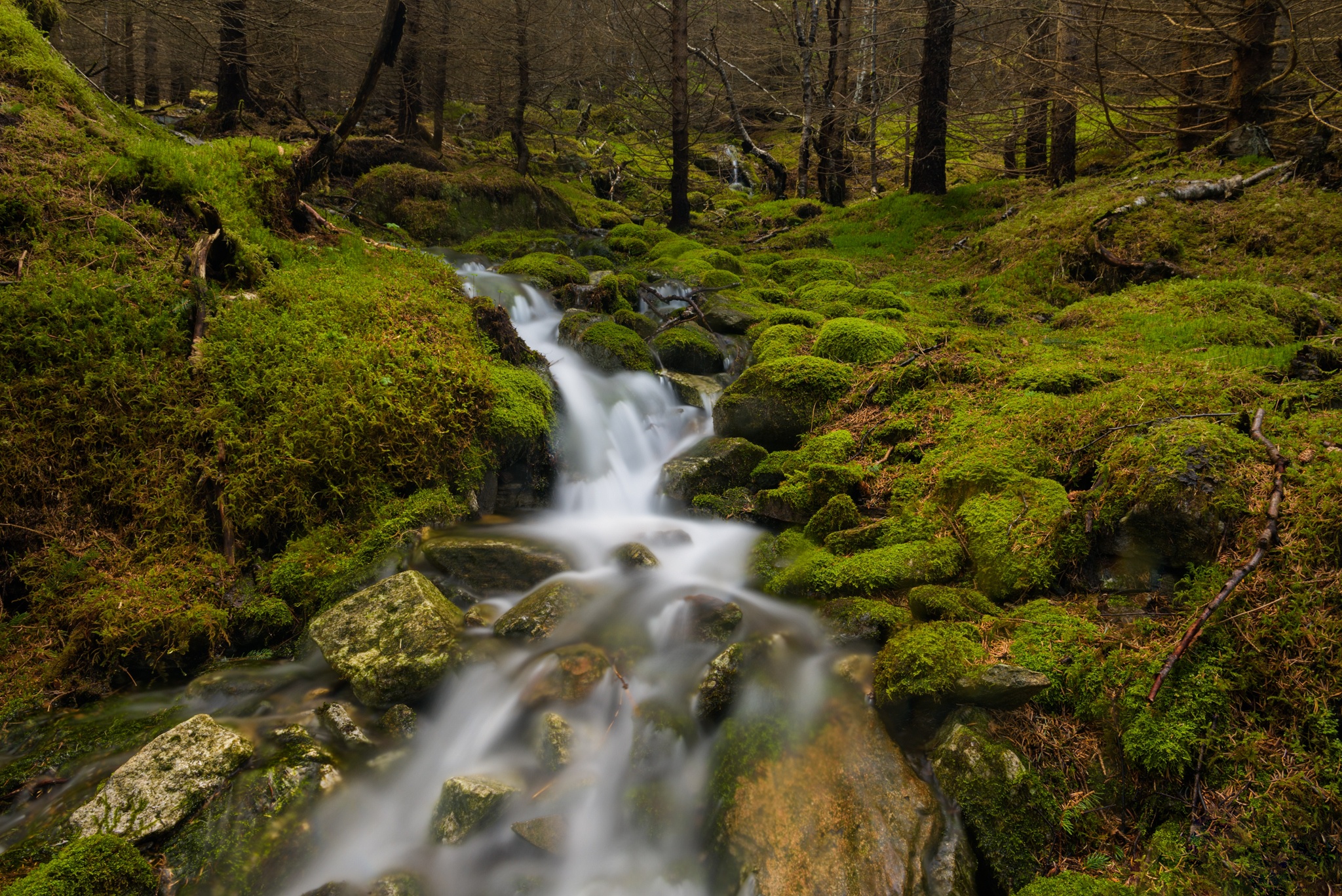 Download mobile wallpaper Nature, Earth, Moss, Stream, Greenery for free.