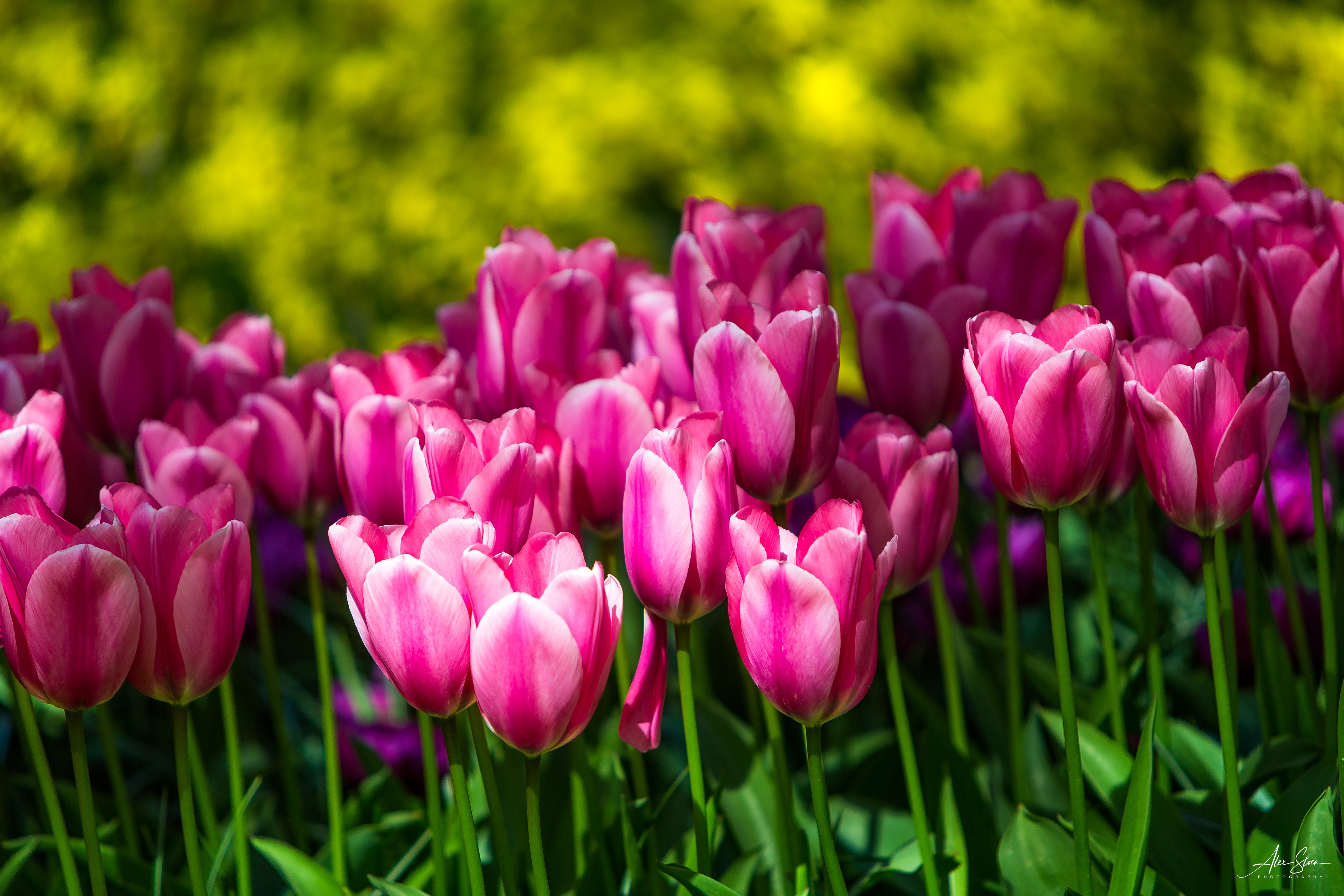 Handy-Wallpaper Natur, Blumen, Blume, Tulpe, Erde/natur, Pinke Blume kostenlos herunterladen.