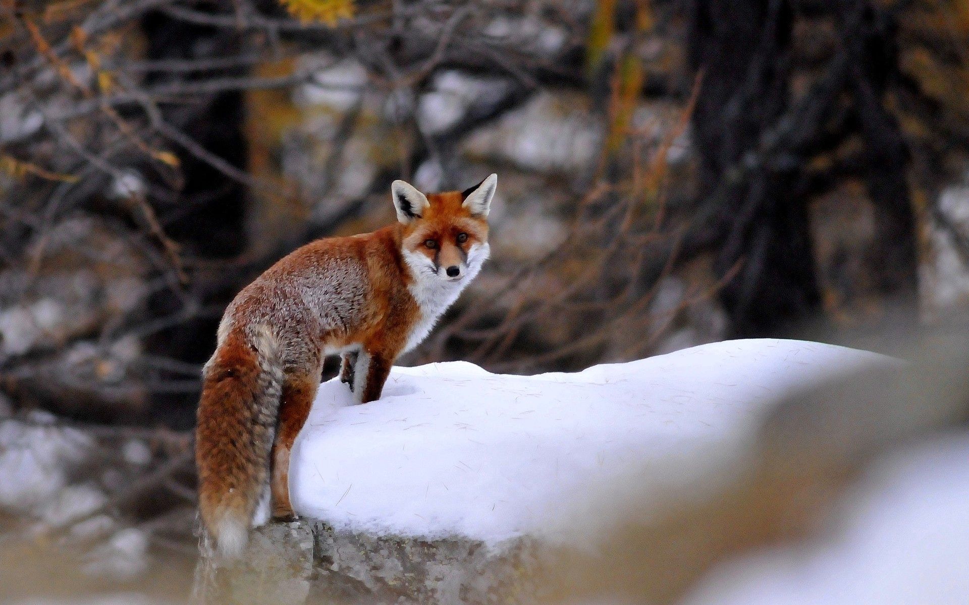 65381 baixar papel de parede raposa, animais, neve, passeio, passear, animal, uma raposa - protetores de tela e imagens gratuitamente