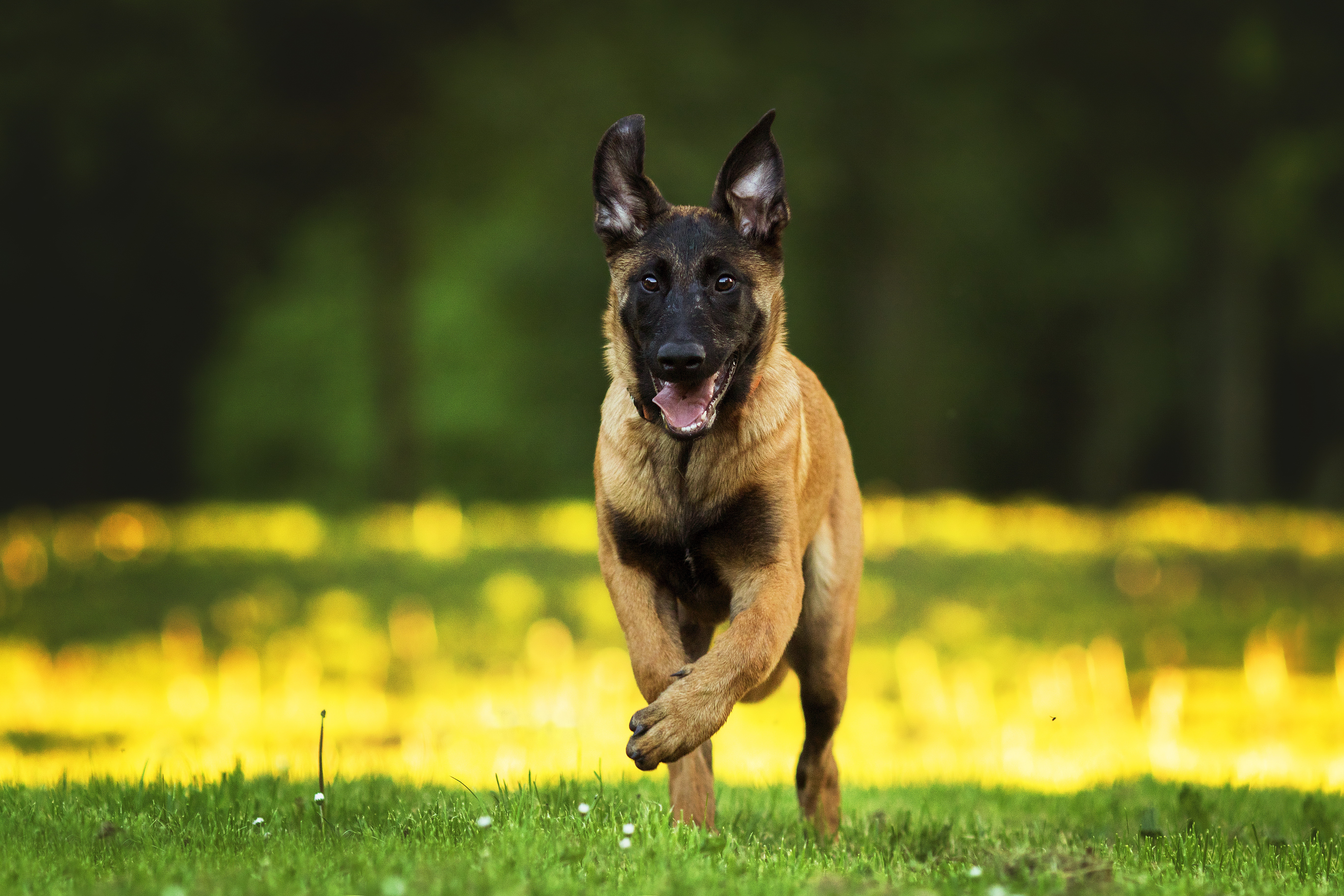 無料モバイル壁紙動物, 犬, ジャーマンシェパード, 被写界深度をダウンロードします。