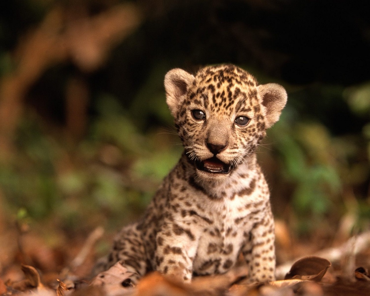 Download mobile wallpaper Leopard, Animal for free.