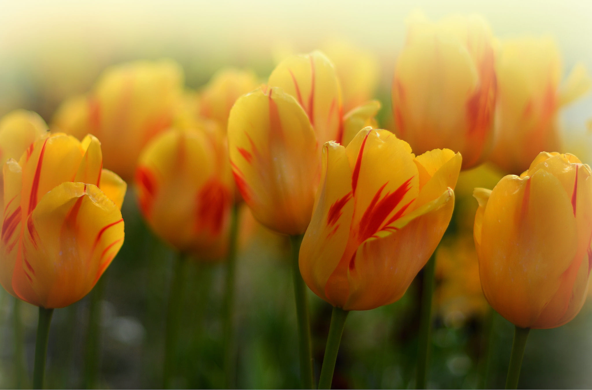 Descarga gratis la imagen Naturaleza, Flores, Verano, Flor, Tulipán, Flor Amarilla, Tierra/naturaleza en el escritorio de tu PC