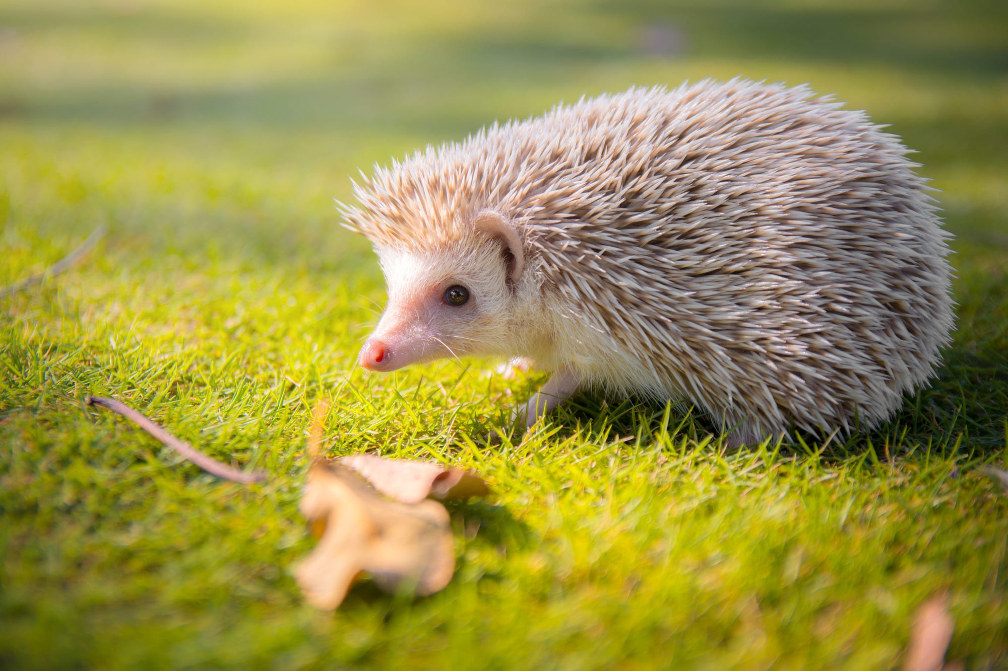 Téléchargez des papiers peints mobile Animaux, Hérisson gratuitement.