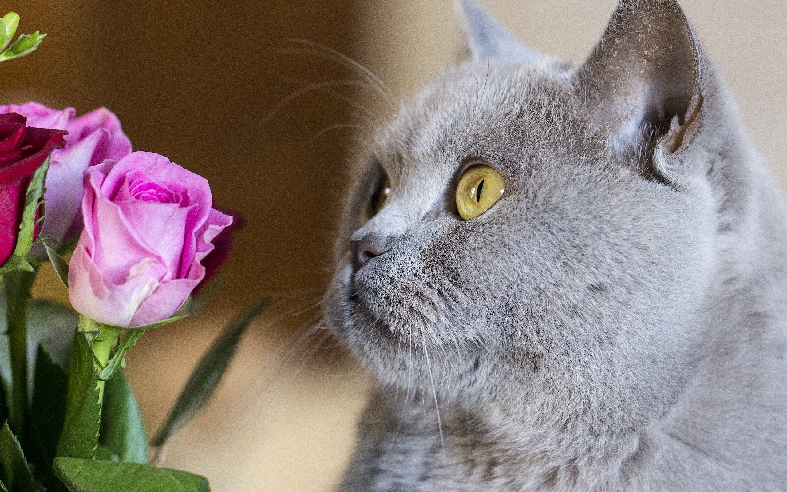 356101 Protetores de tela e papéis de parede Gatos em seu telefone. Baixe  fotos gratuitamente