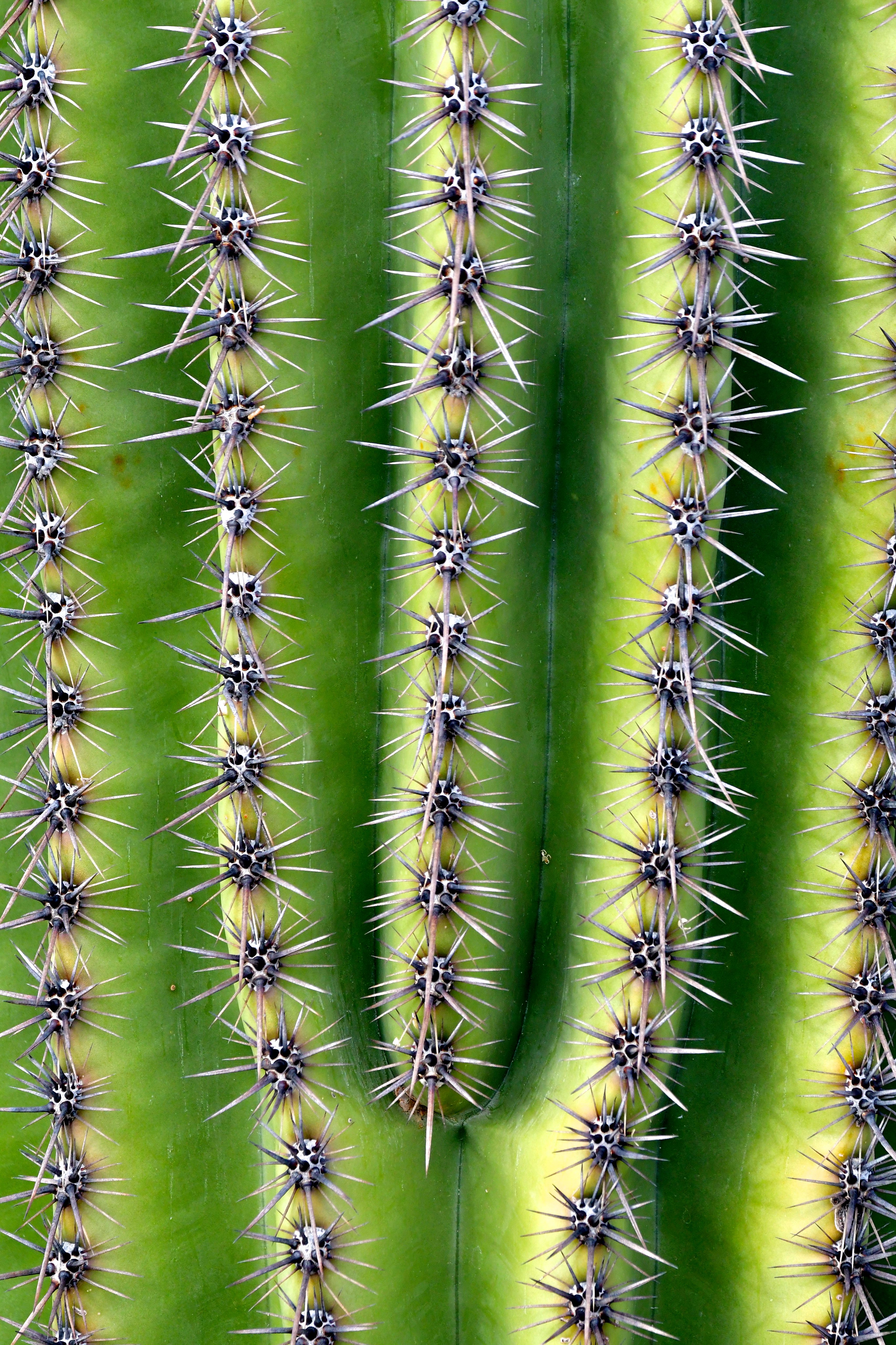 needle, green, plant, macro, cactus, thorns, prickles