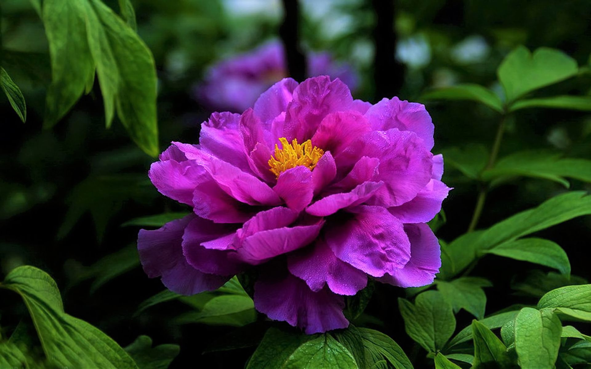 Download mobile wallpaper Flowers, Flower, Earth, Peony, Purple Flower for free.