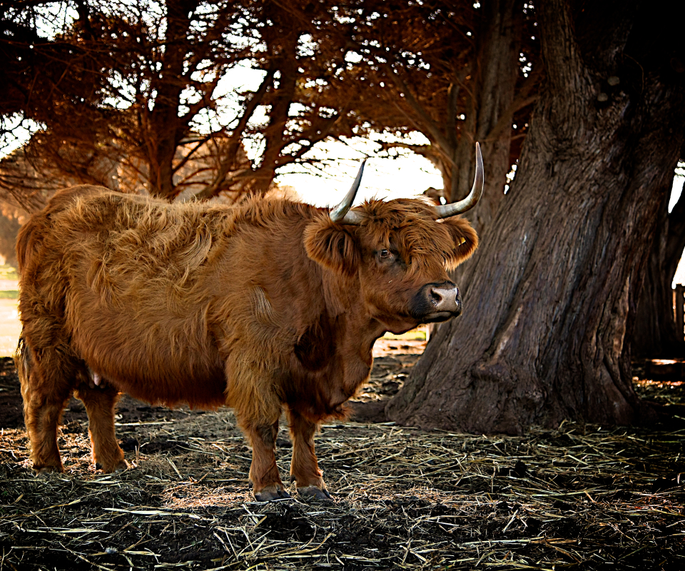 Téléchargez des papiers peints mobile Animaux, Vache gratuitement.