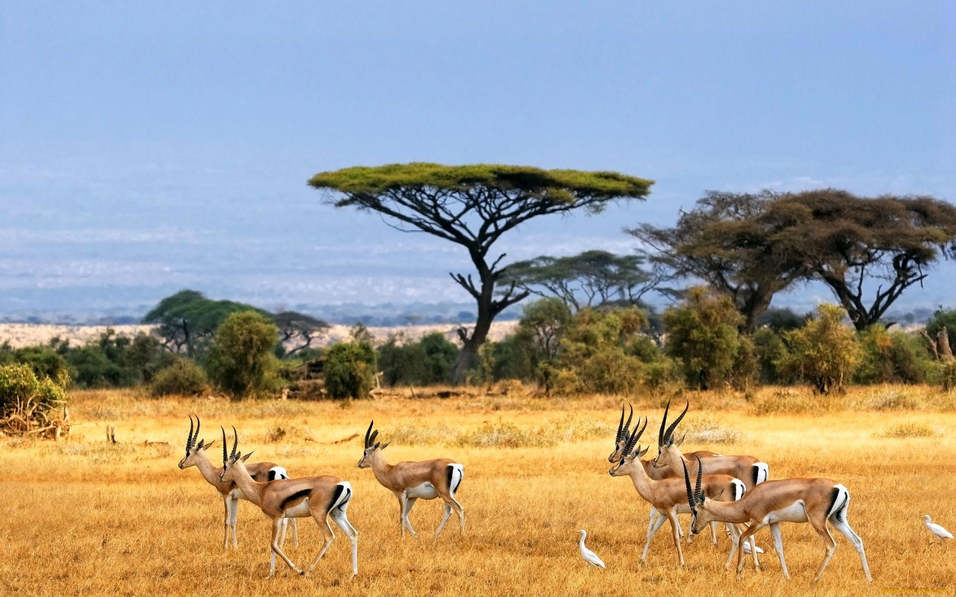 617556 Hintergrundbild herunterladen tiere, antilope, thomsons gazelle - Bildschirmschoner und Bilder kostenlos